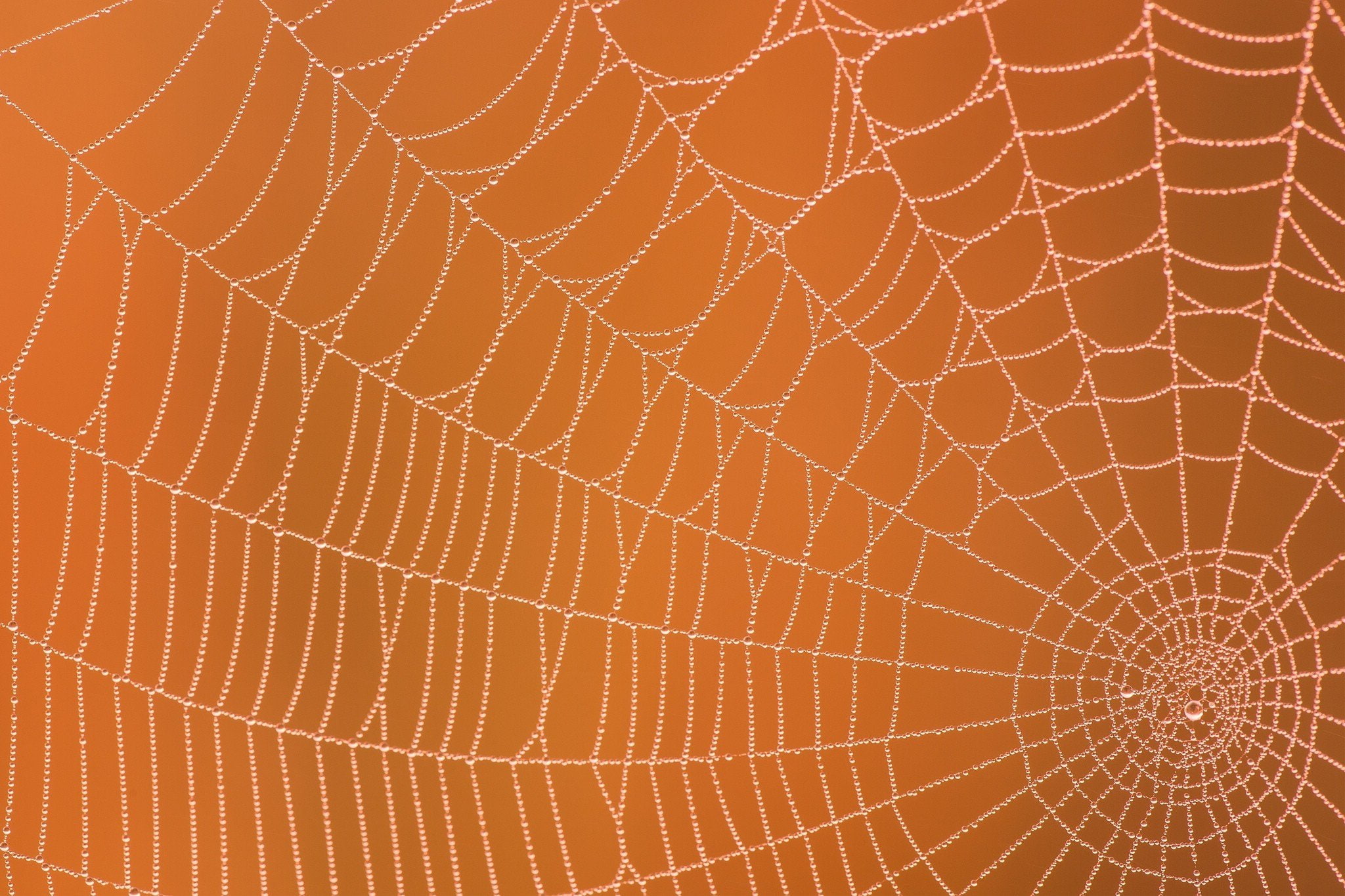 macro, nets