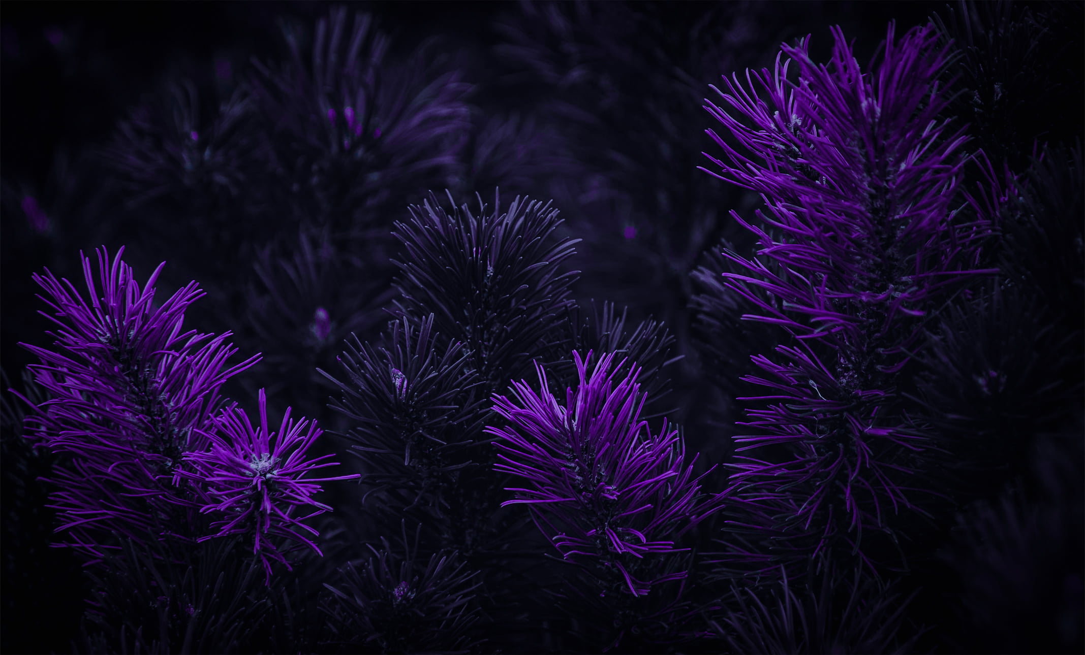 dark, purple background, Photoshop, matte paint, flowers