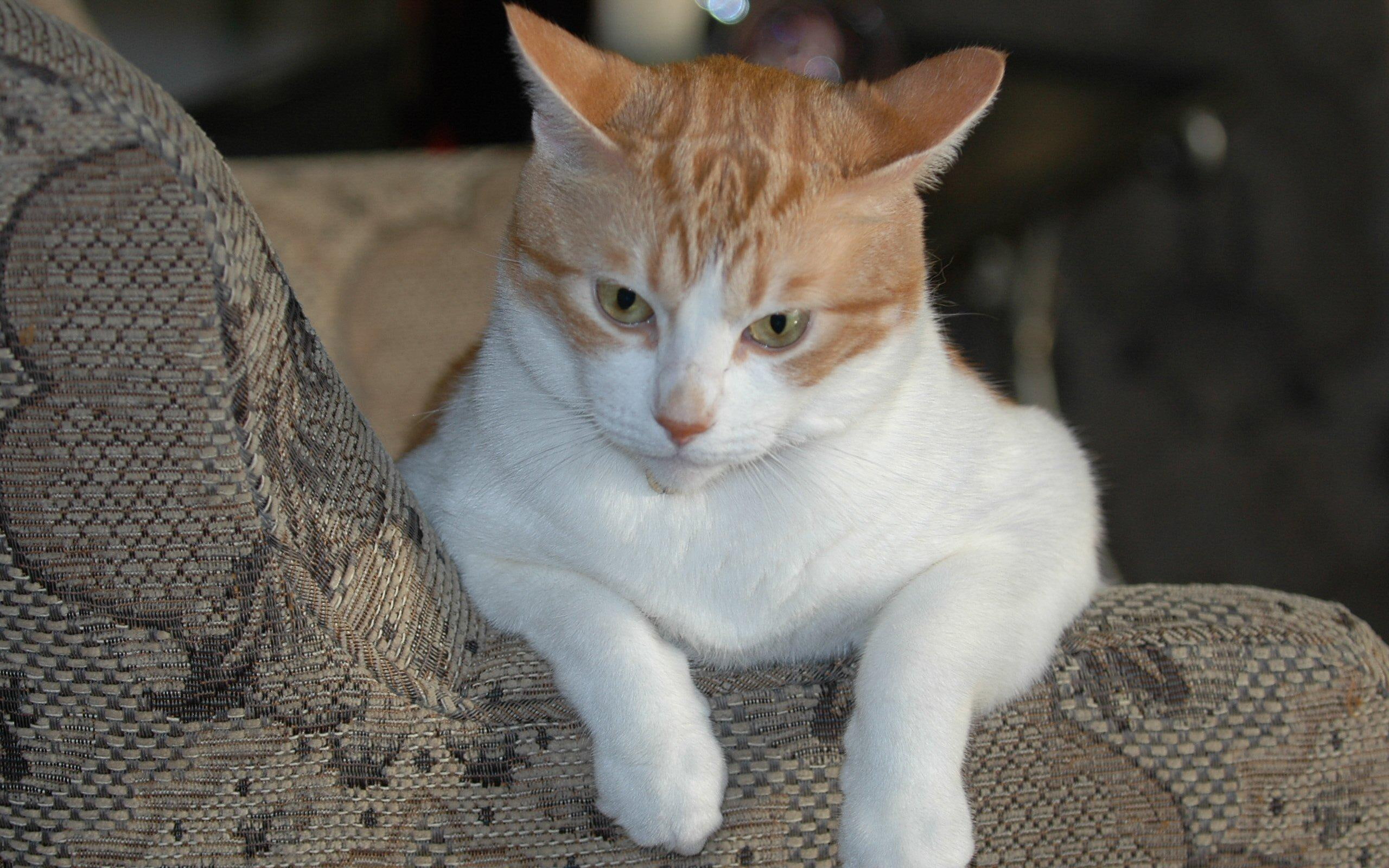 Magnificent Golden Creature, Jose Cuervo - Relaxing In Favorite Chair, white and orange tabby cat