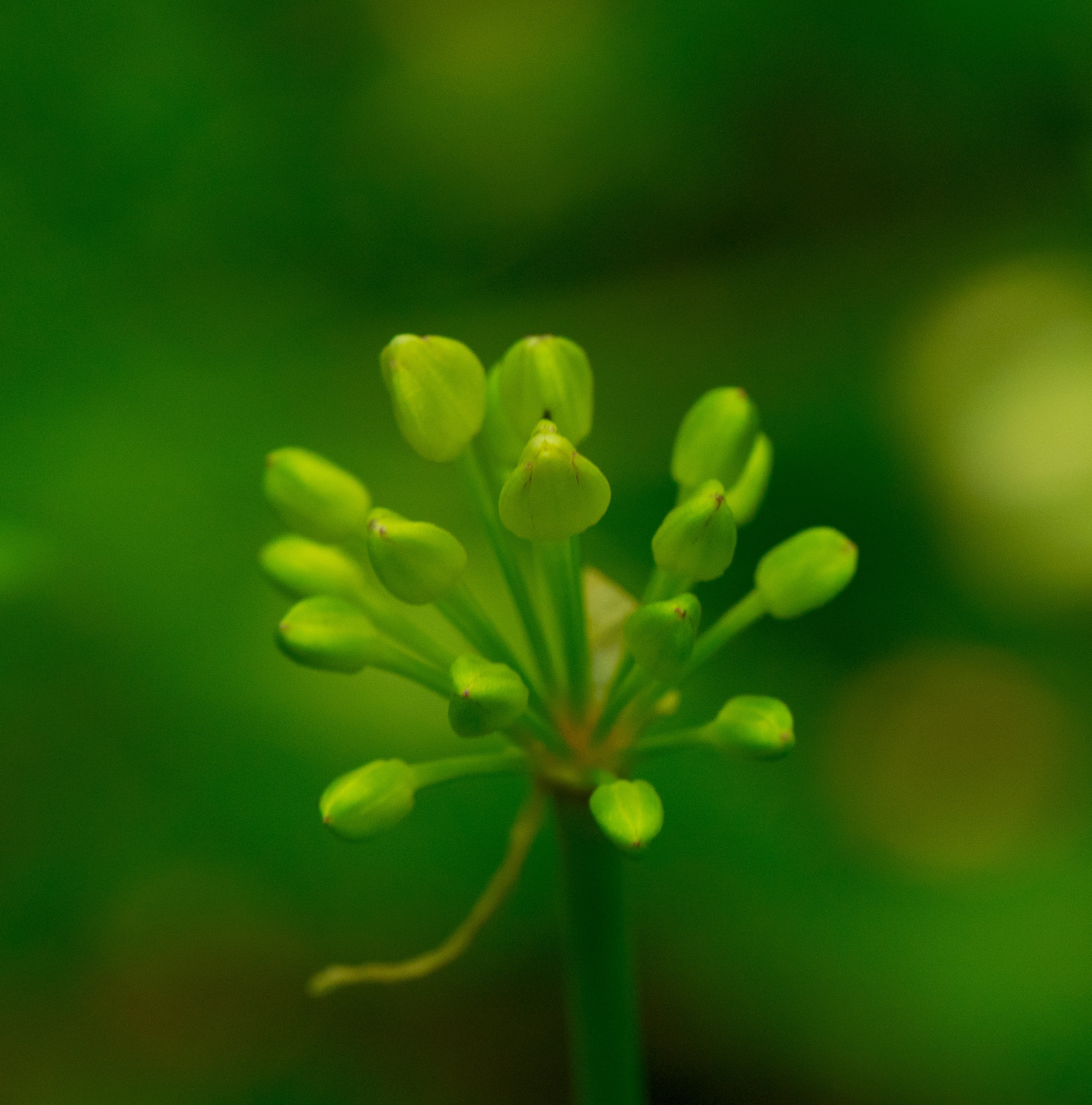 green cluster flower buds, Wild Leek, Allium, nikon d3300, wisconsin state natural area