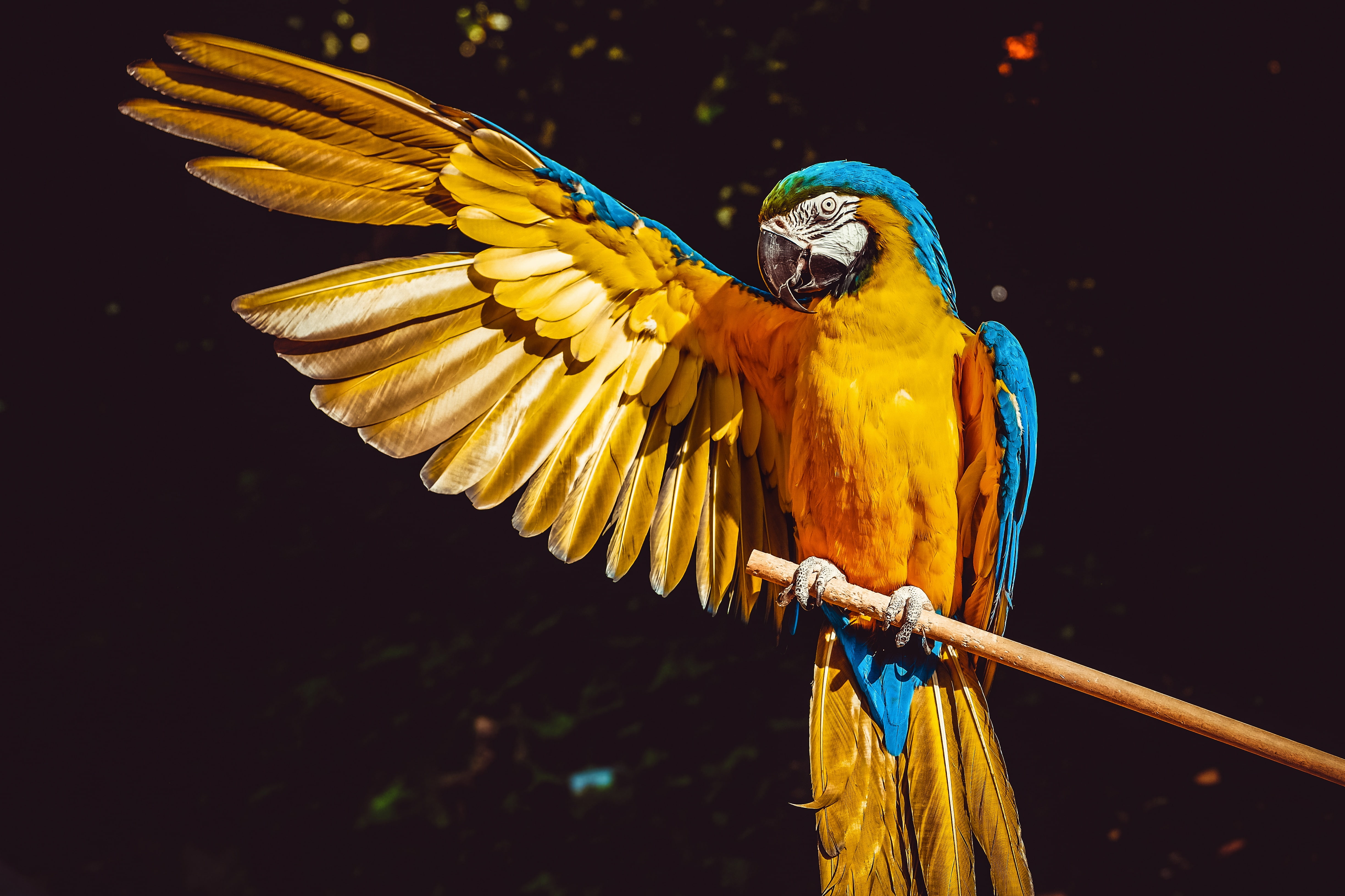 Macaw, 4K, Parrot, Bird