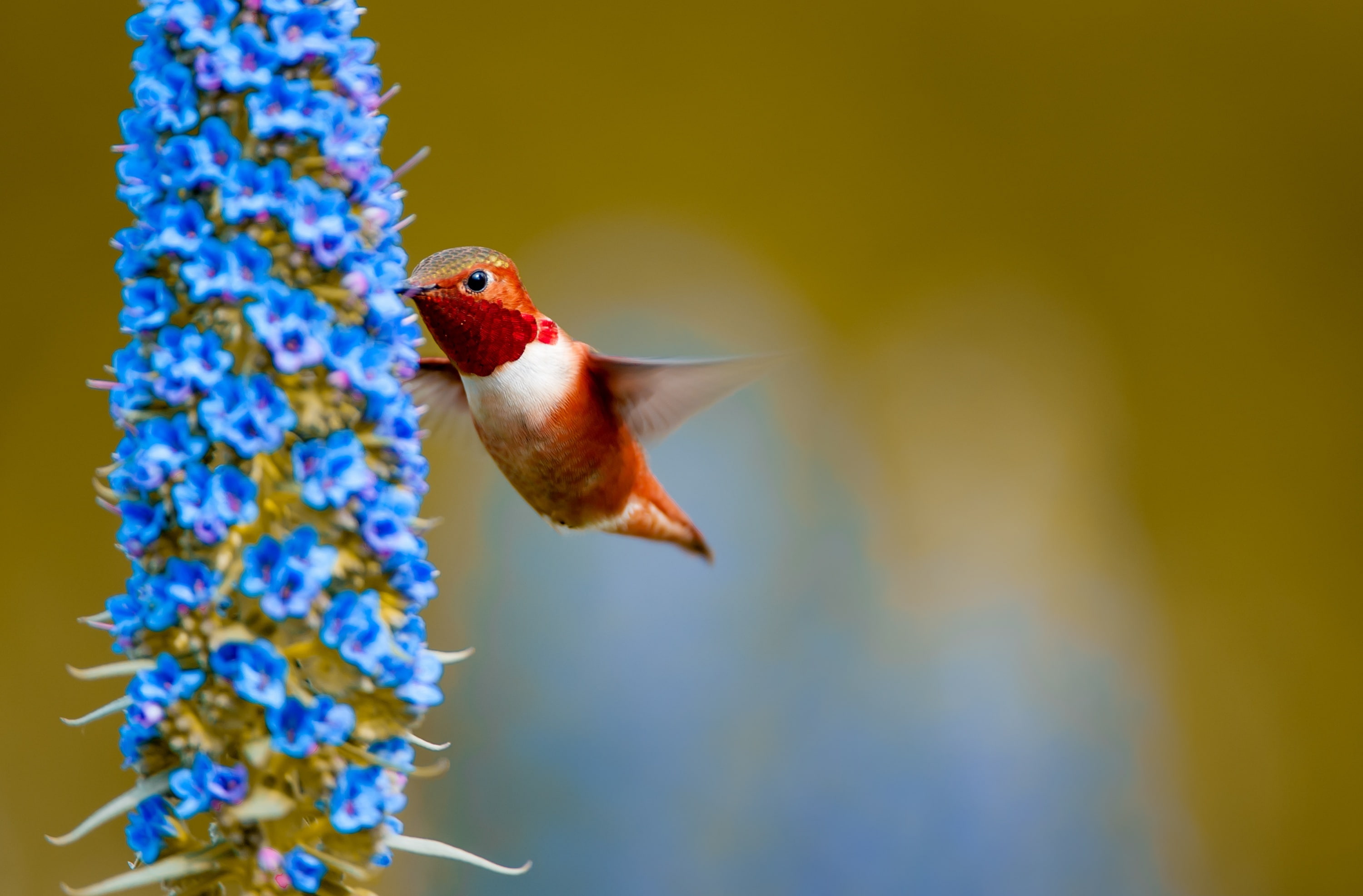 Rufous Hummingbird Feeding from a Flower, Animals, Birds, Orange