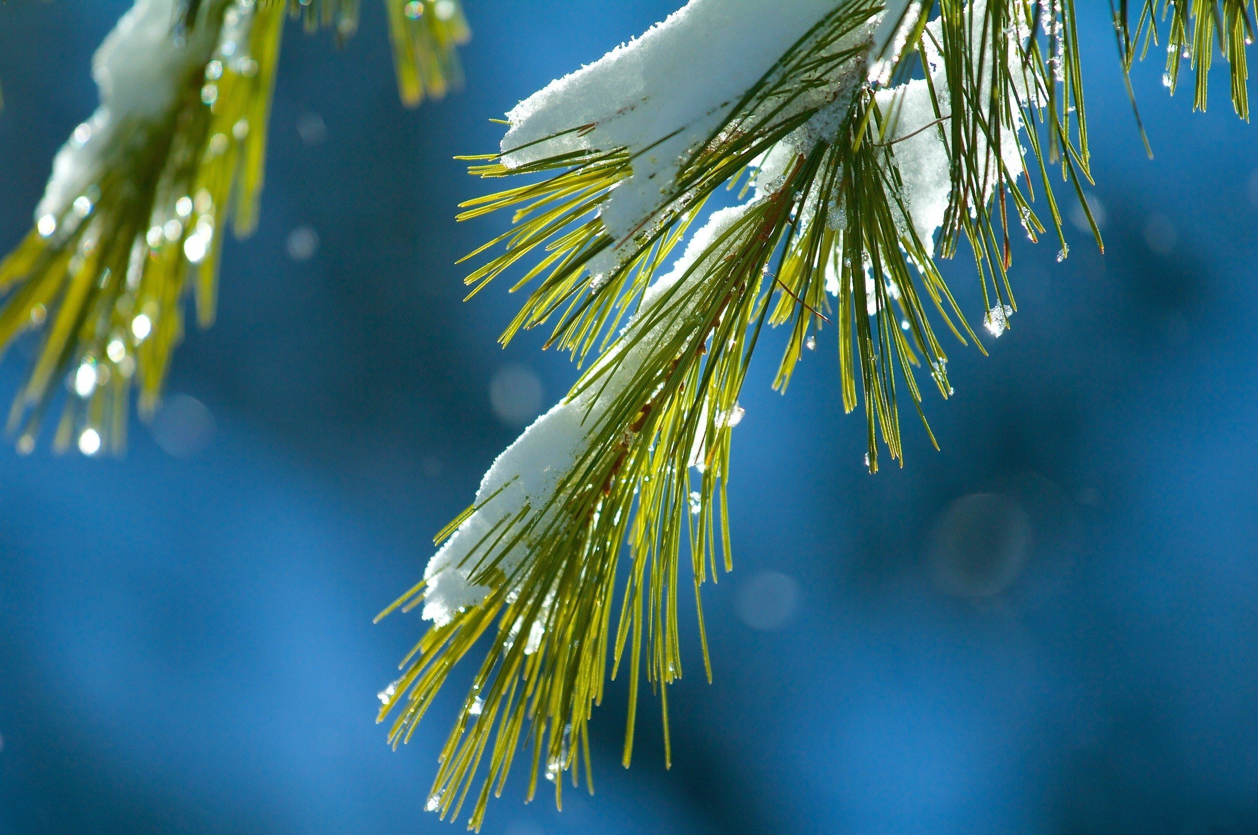 macro, Pine Trees, snow