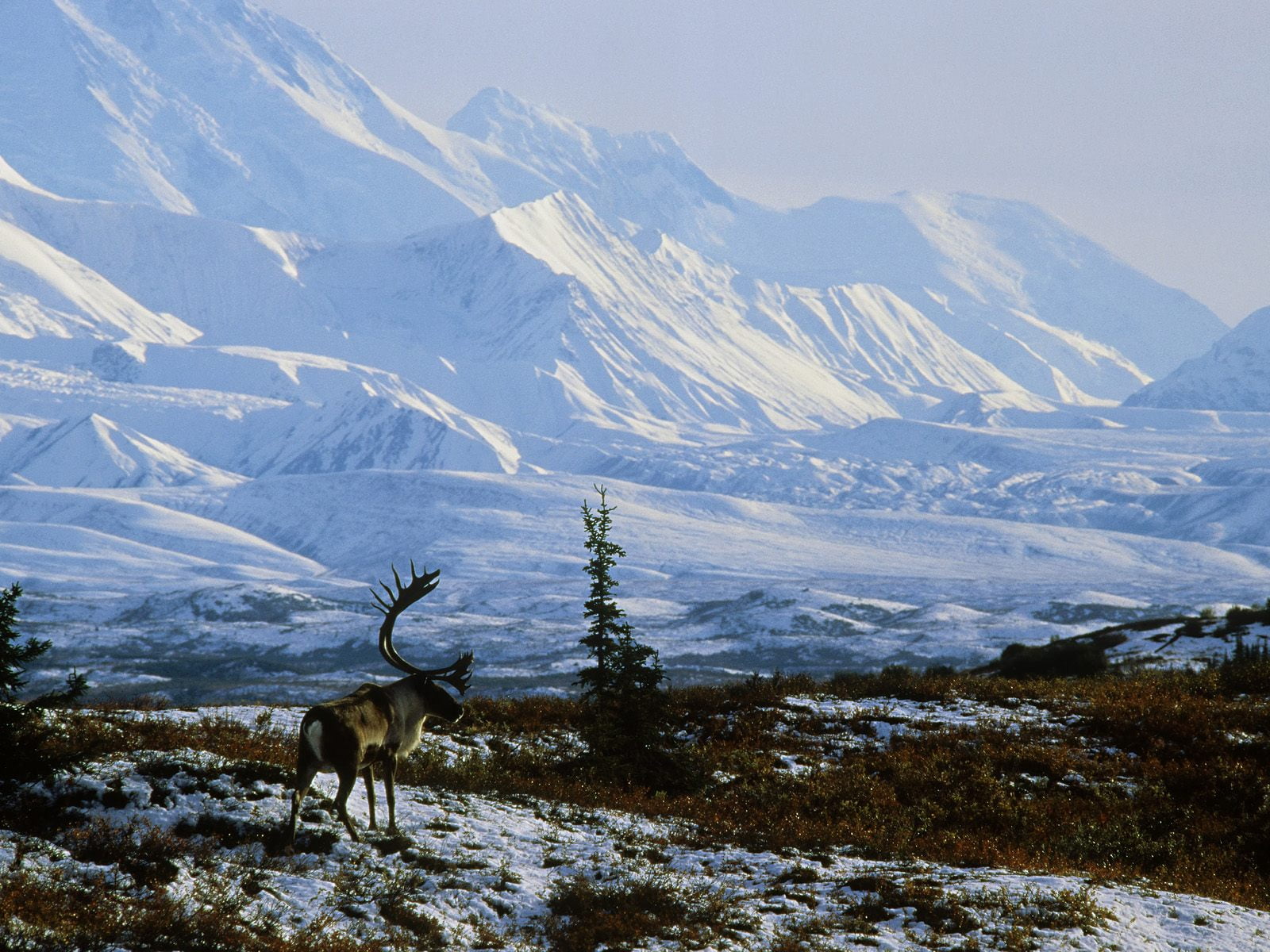 Amazing Alaska, black and white moose, World, world wallpapers