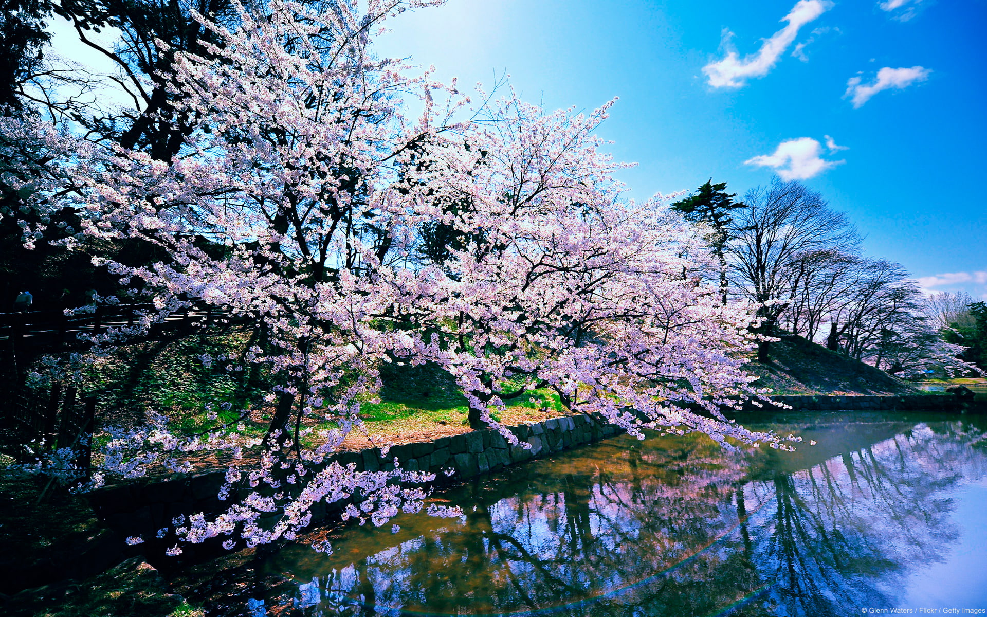 Cherry Blossom Trees HD, nature, landscape