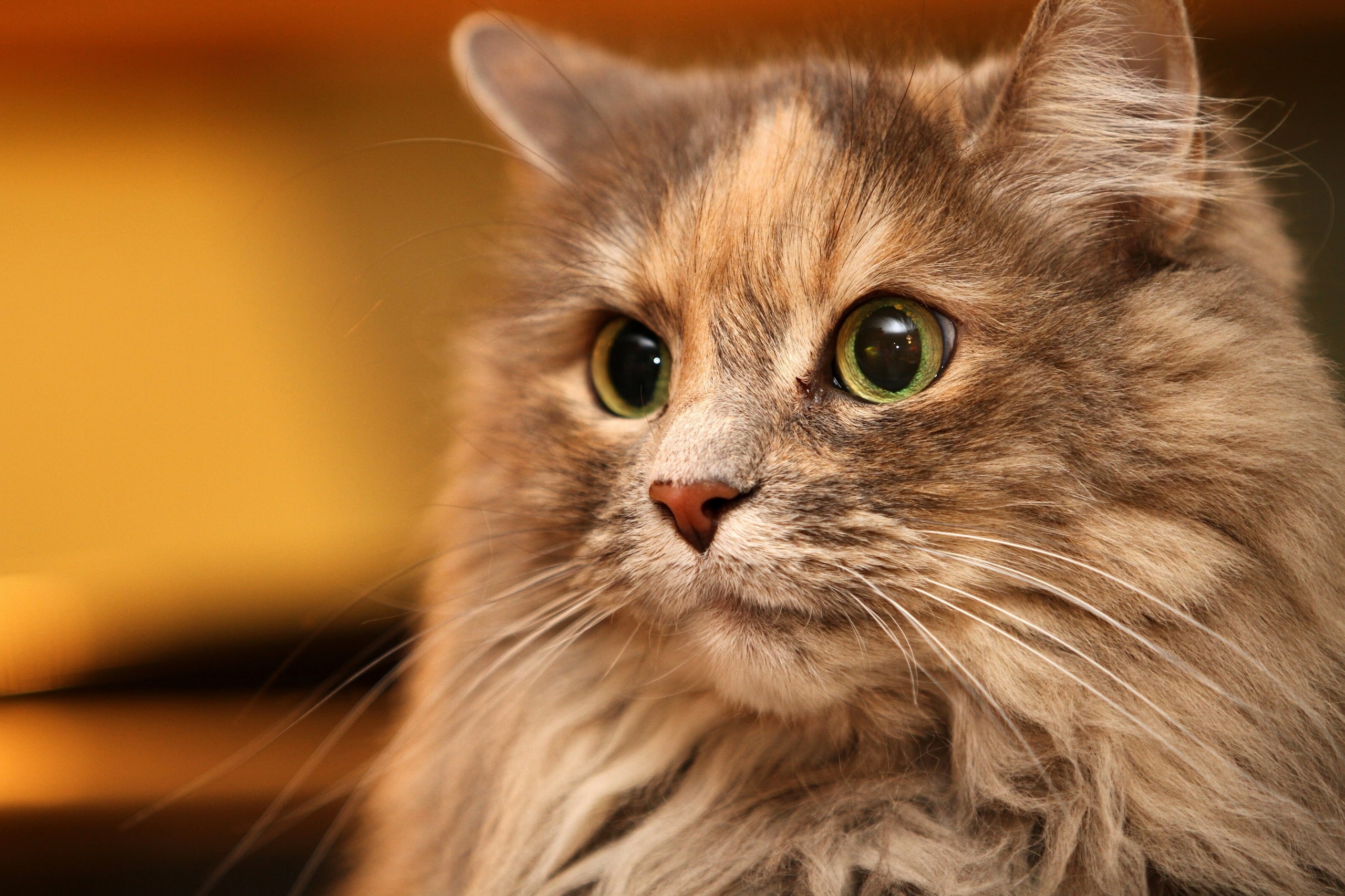 portrait, muzzle, eyes