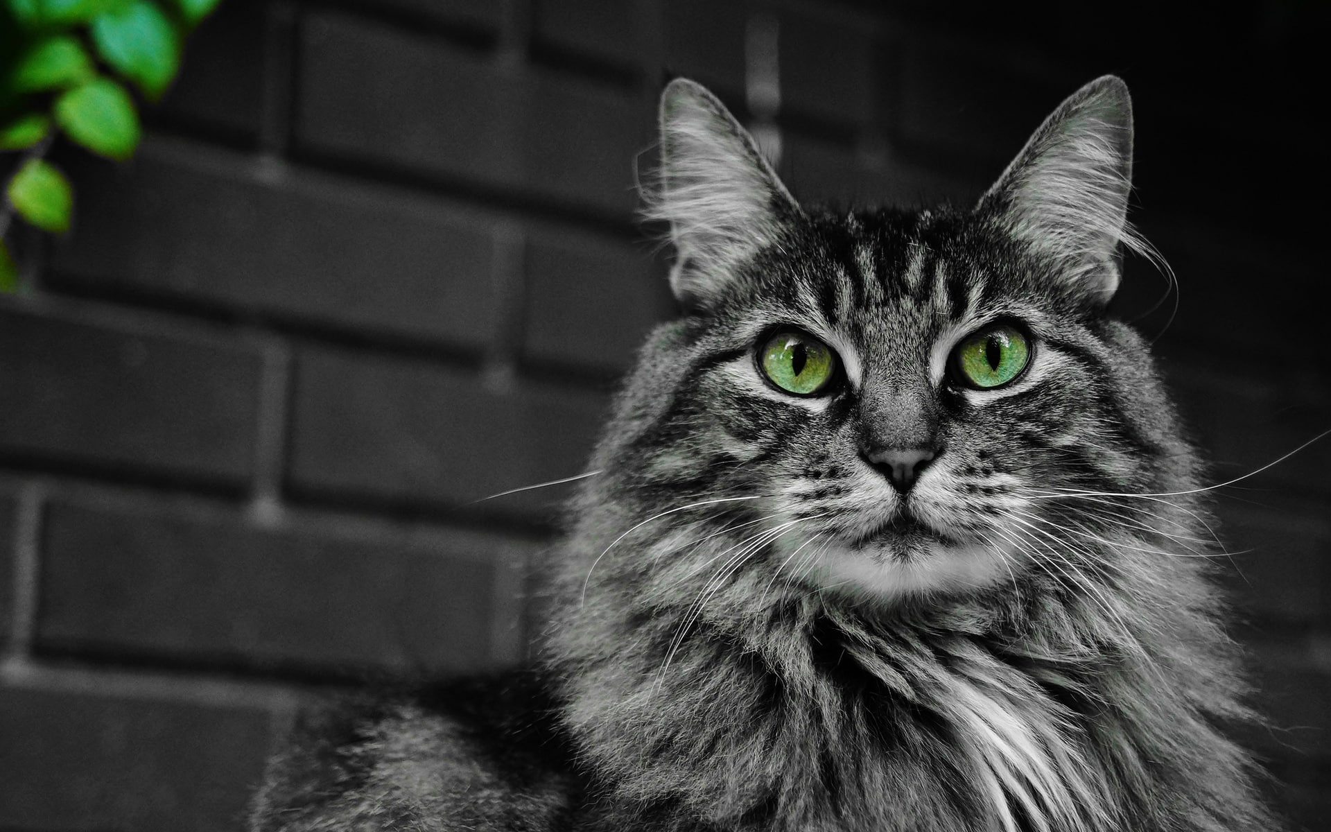 Fluffy Cat with Green Eyes, gray maine coon cat
