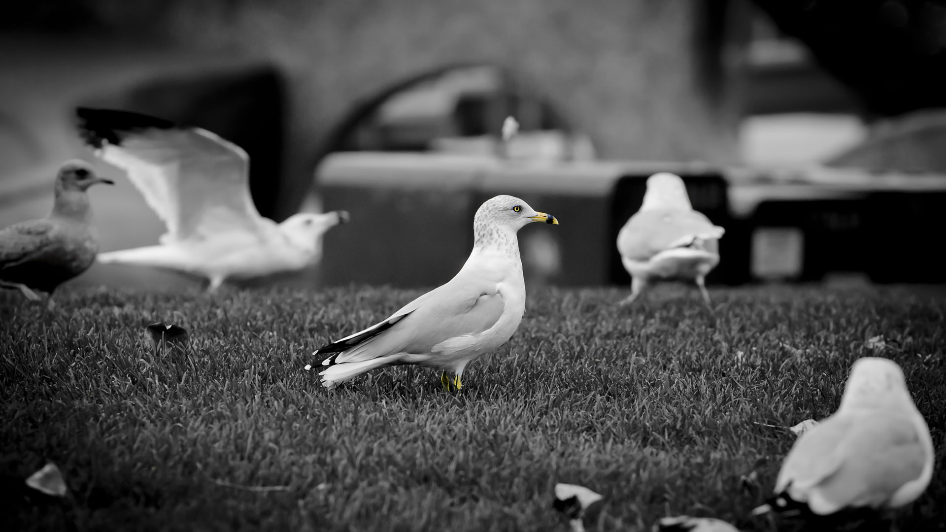 BW Colorsplash Seagulls Birds HD, gray scale group of seagull bird