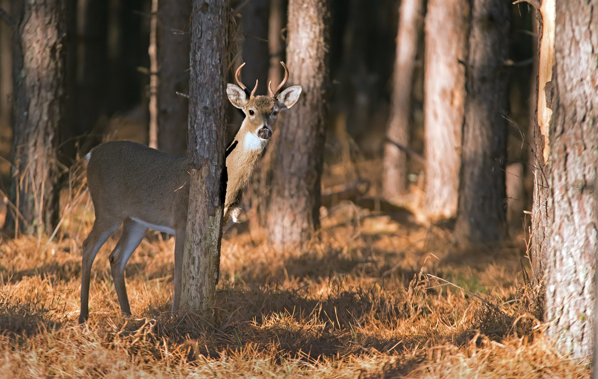deer, forest