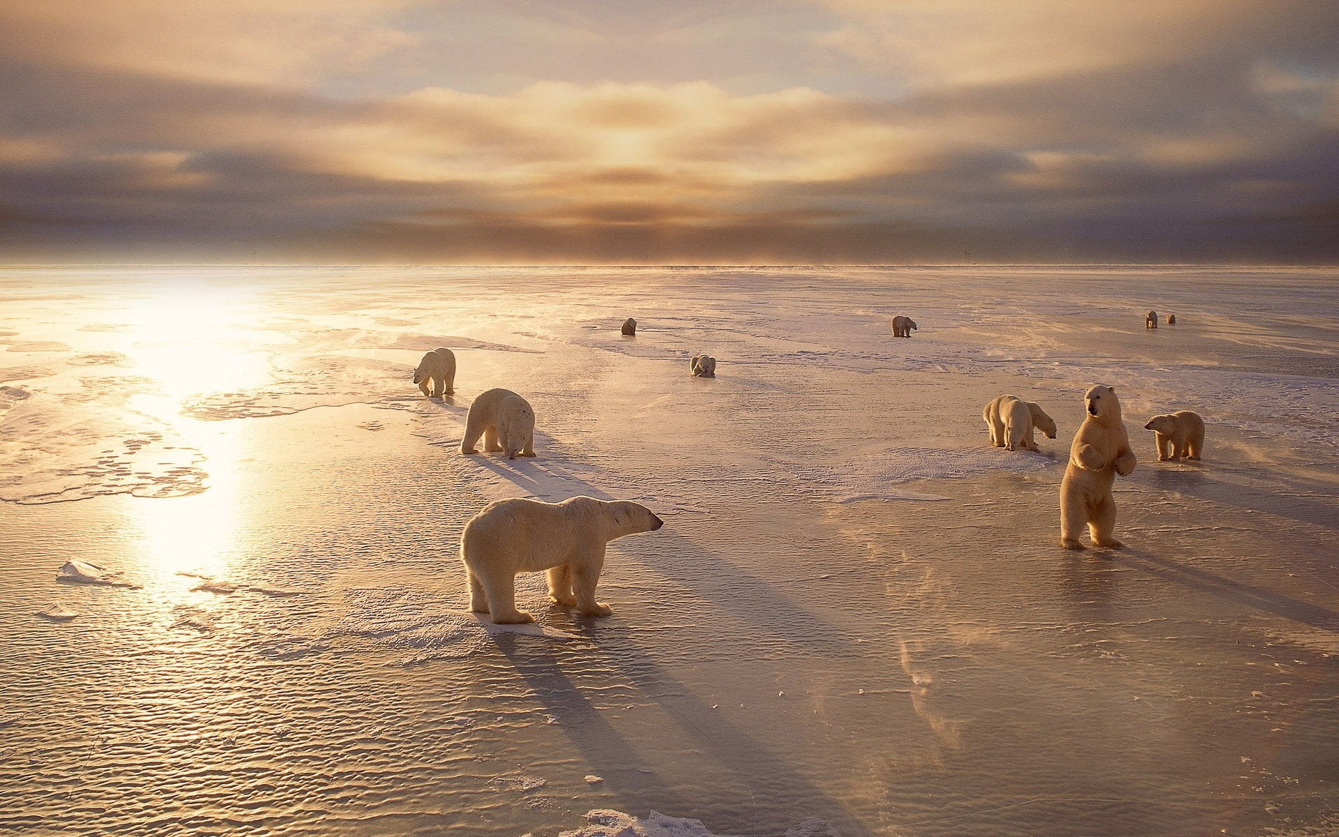 Polar bears, cold, winter, snow, sunset, polar bears