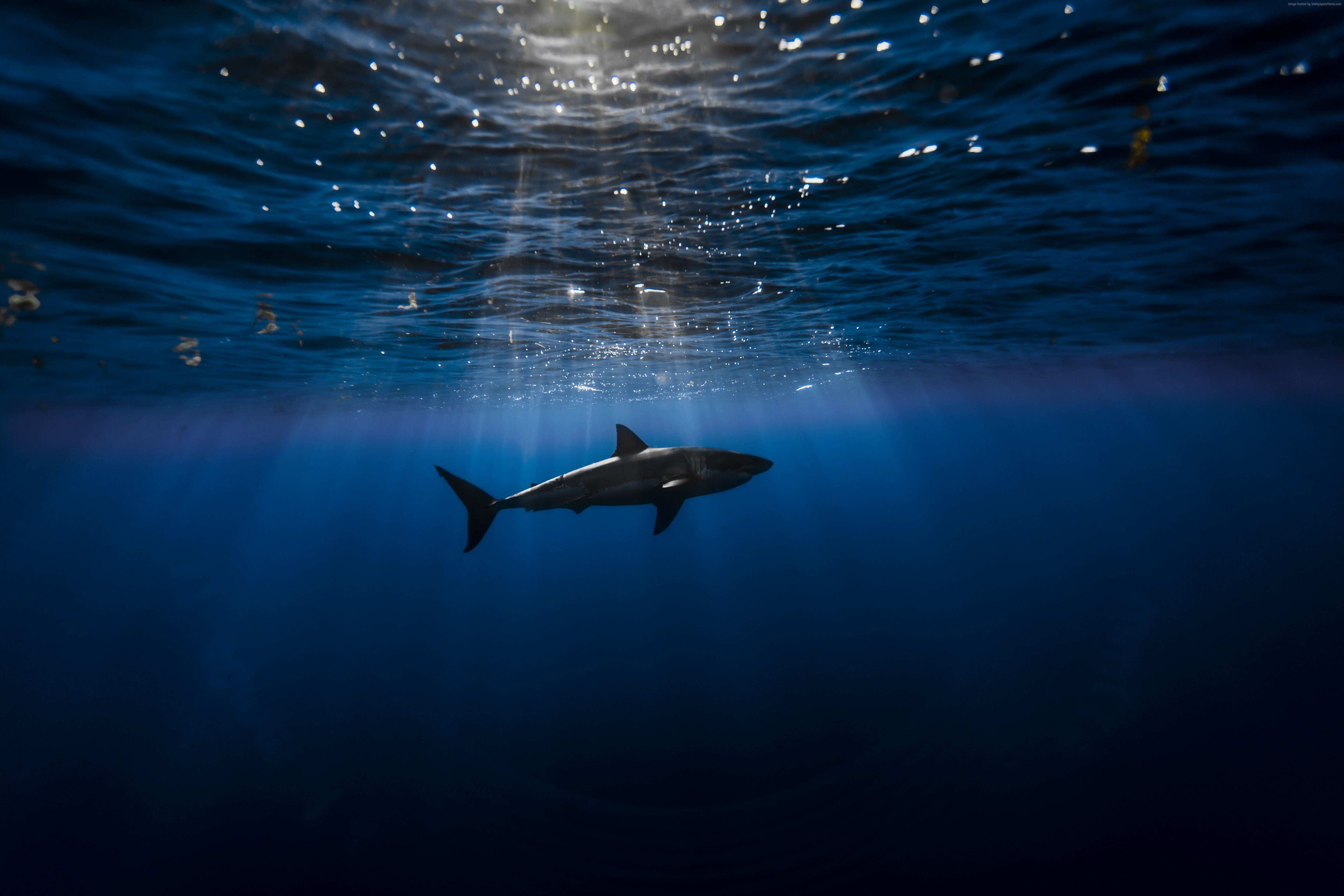 Shark, Atlantic ocean, underwater, Best Diving Sites, animals in the wild