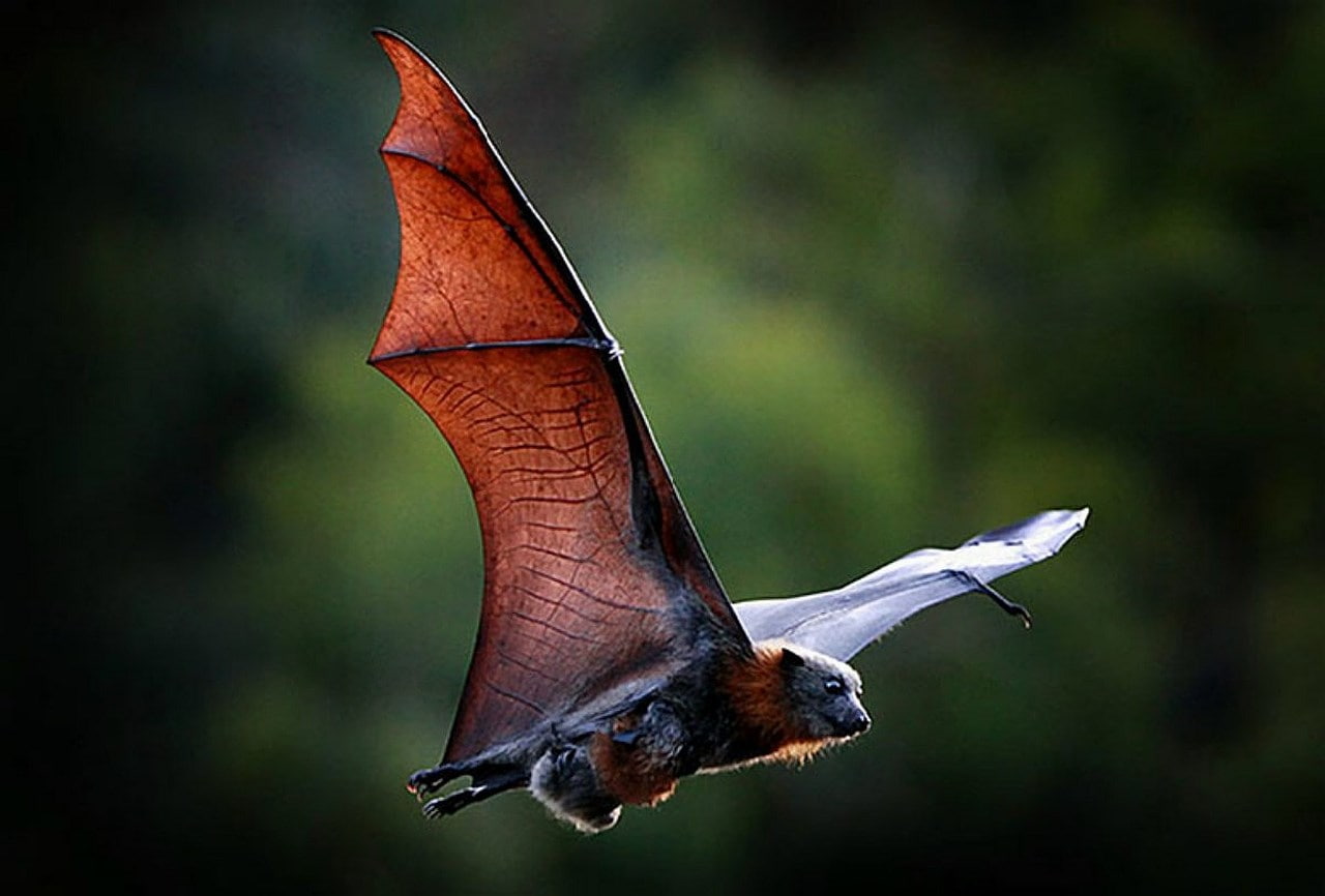 bat