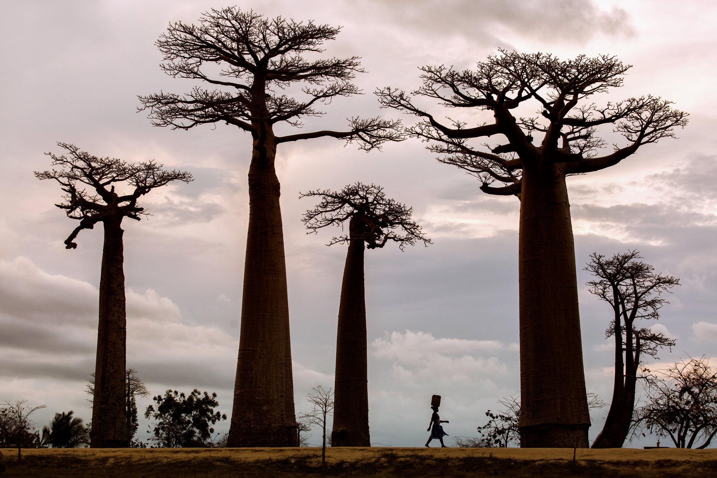 Africa, trees, plants, baobab trees, baobabs, nature