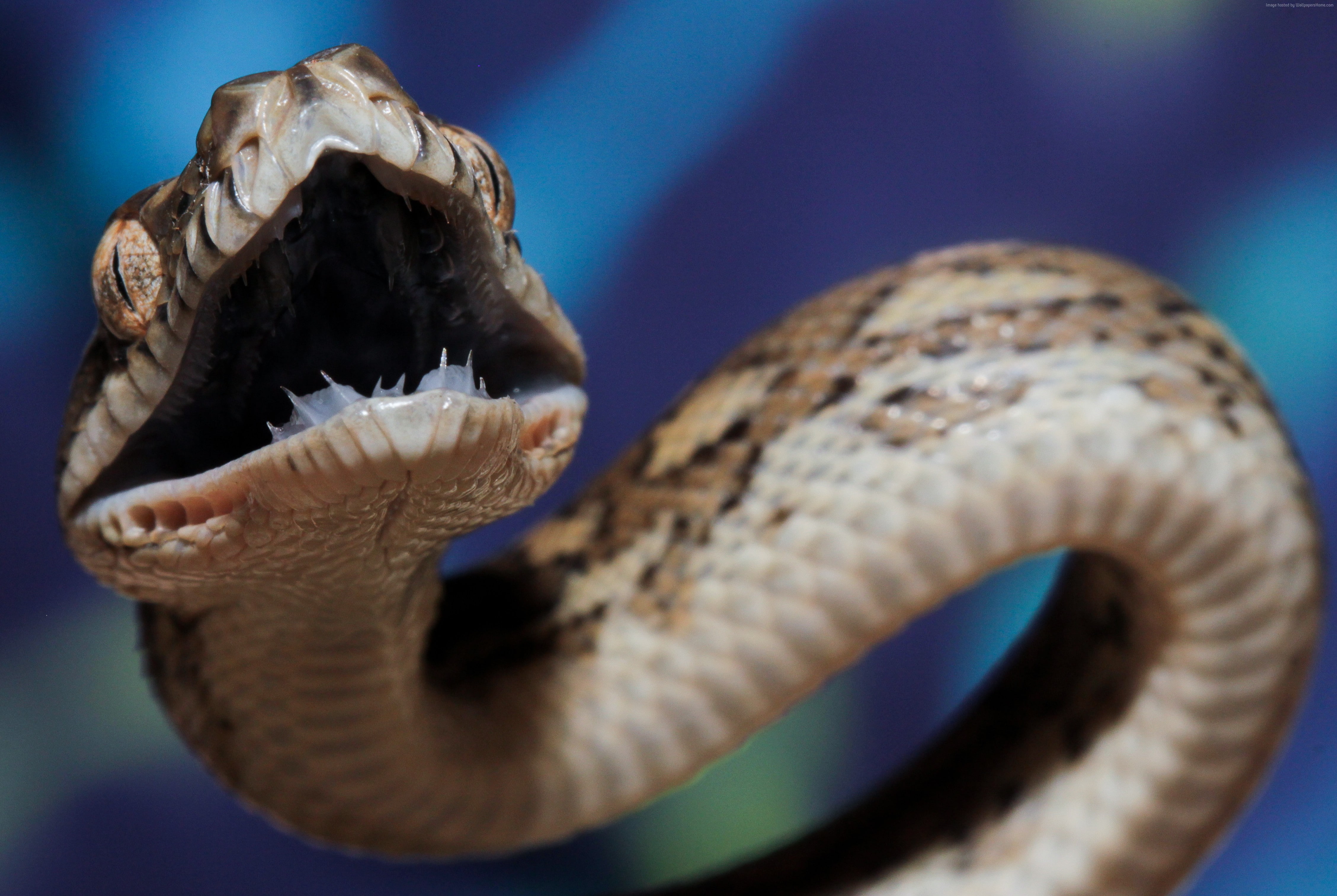 Coastal carpet python, eyes, teeth, Australia, blue, grey, animal