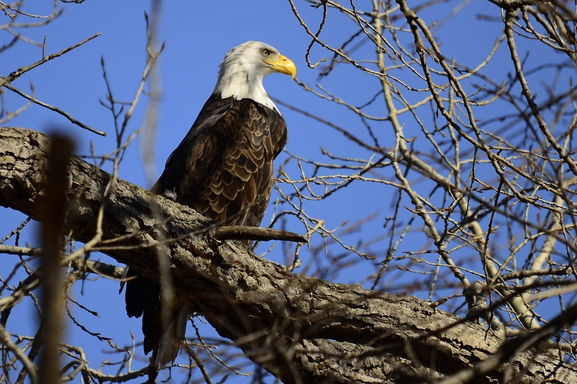 bird, branches, eagle, predator, profile, tree