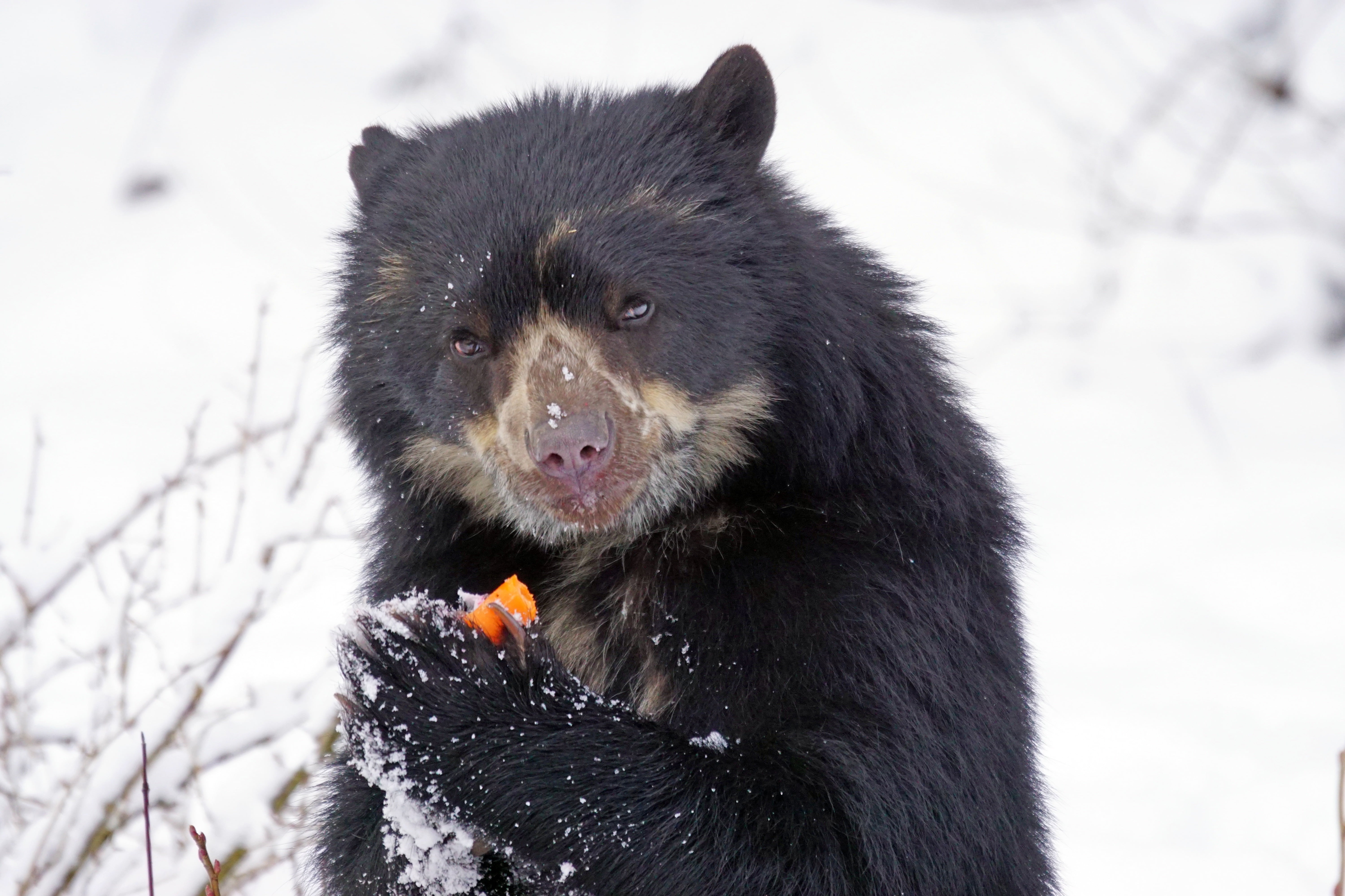 black bear, spectacled bear, andean bear, funny, snow, wildlife