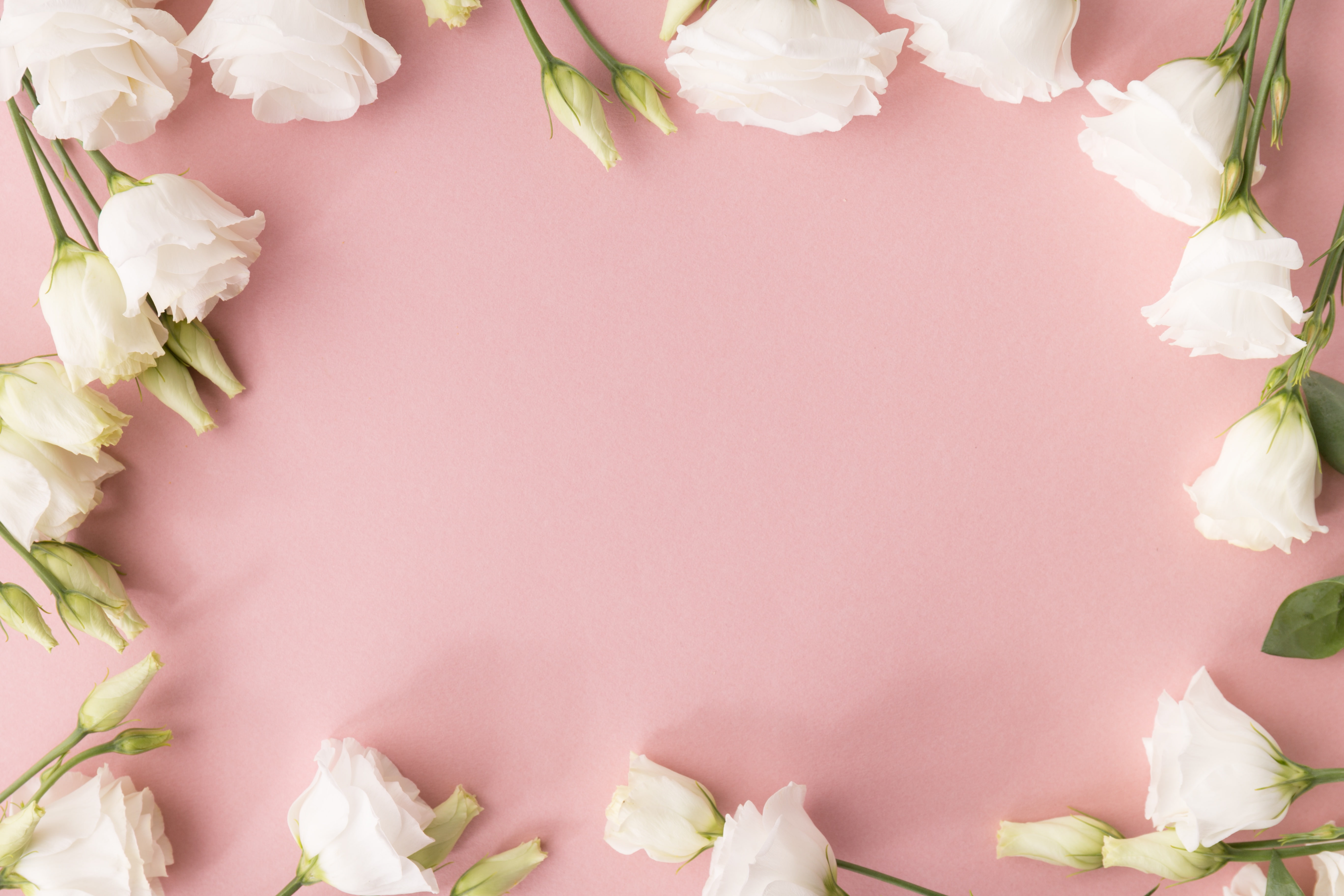 white, background, Flowers, Eustoma