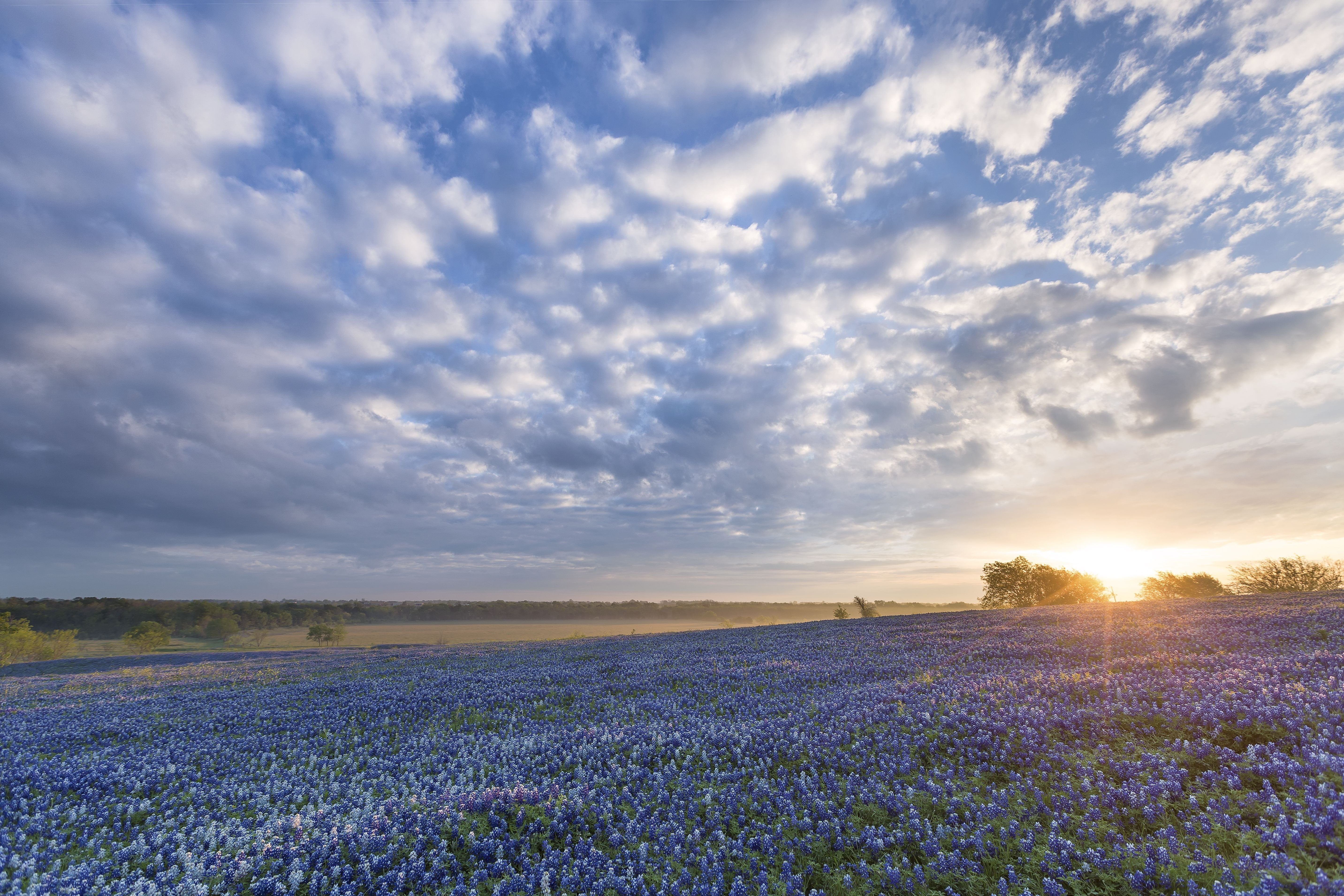 bluebonnet, ennis, field, flowers, sunrise, texas