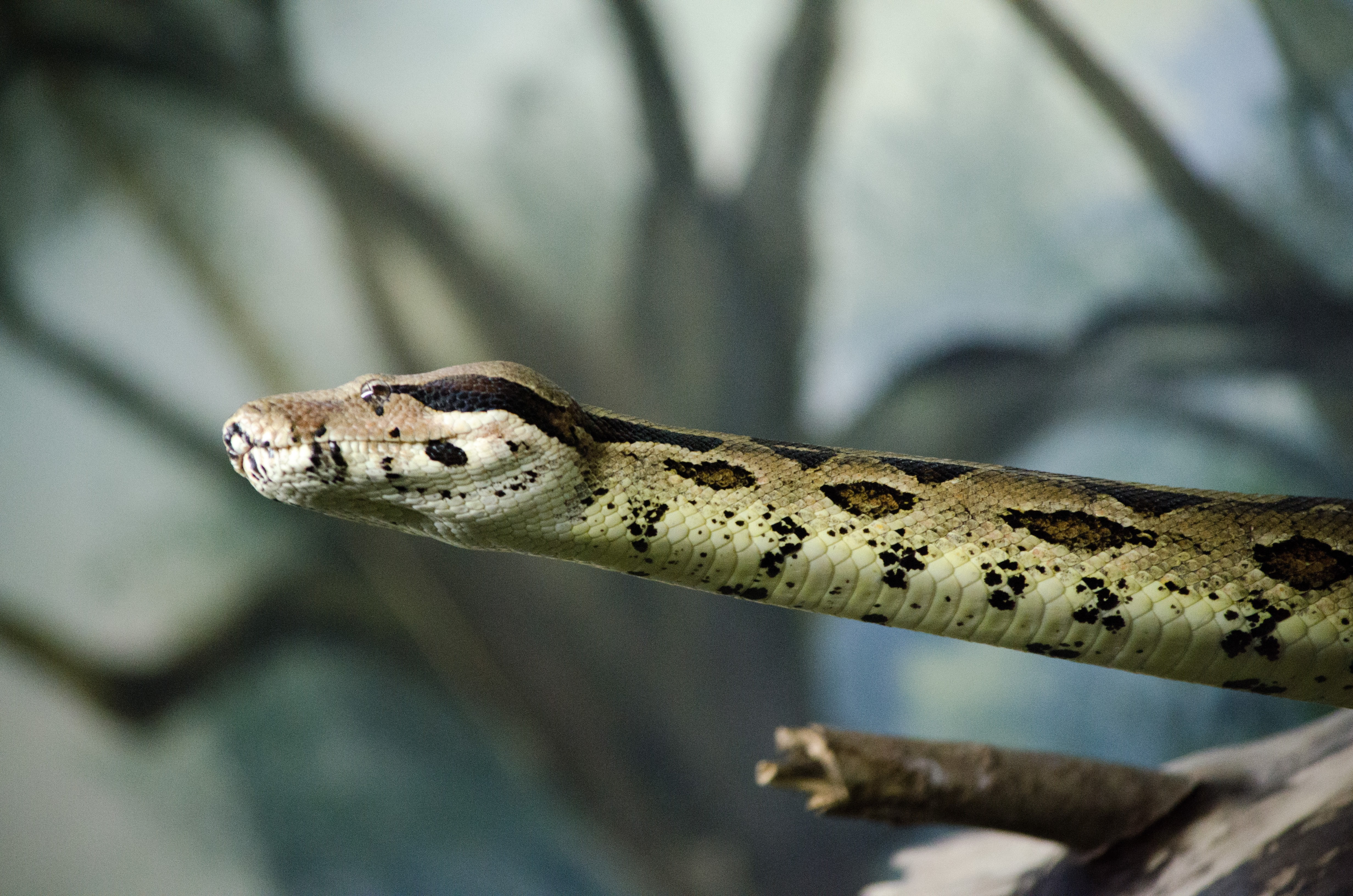 snake