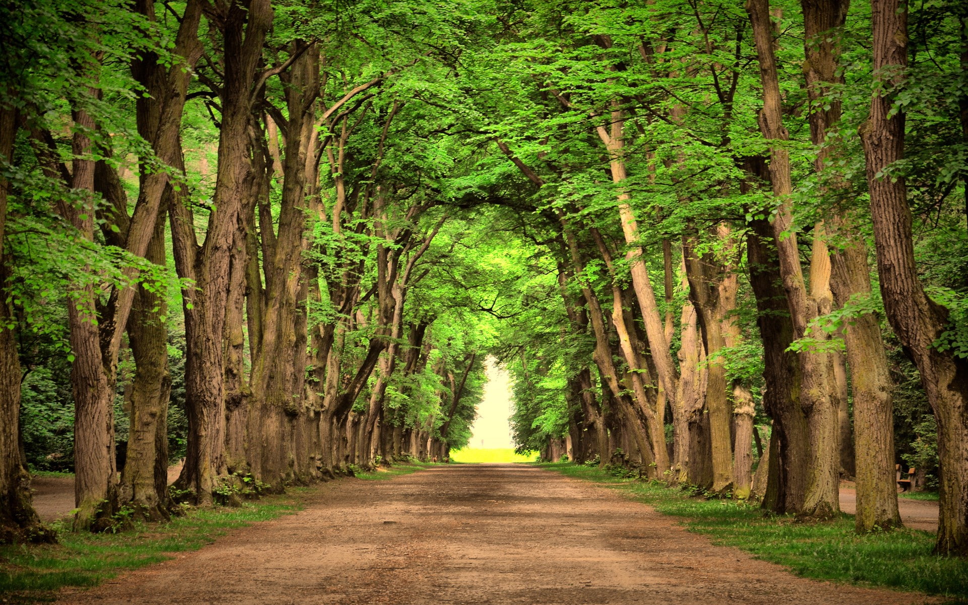 background nature image 1920x1200, tree, the way forward, direction