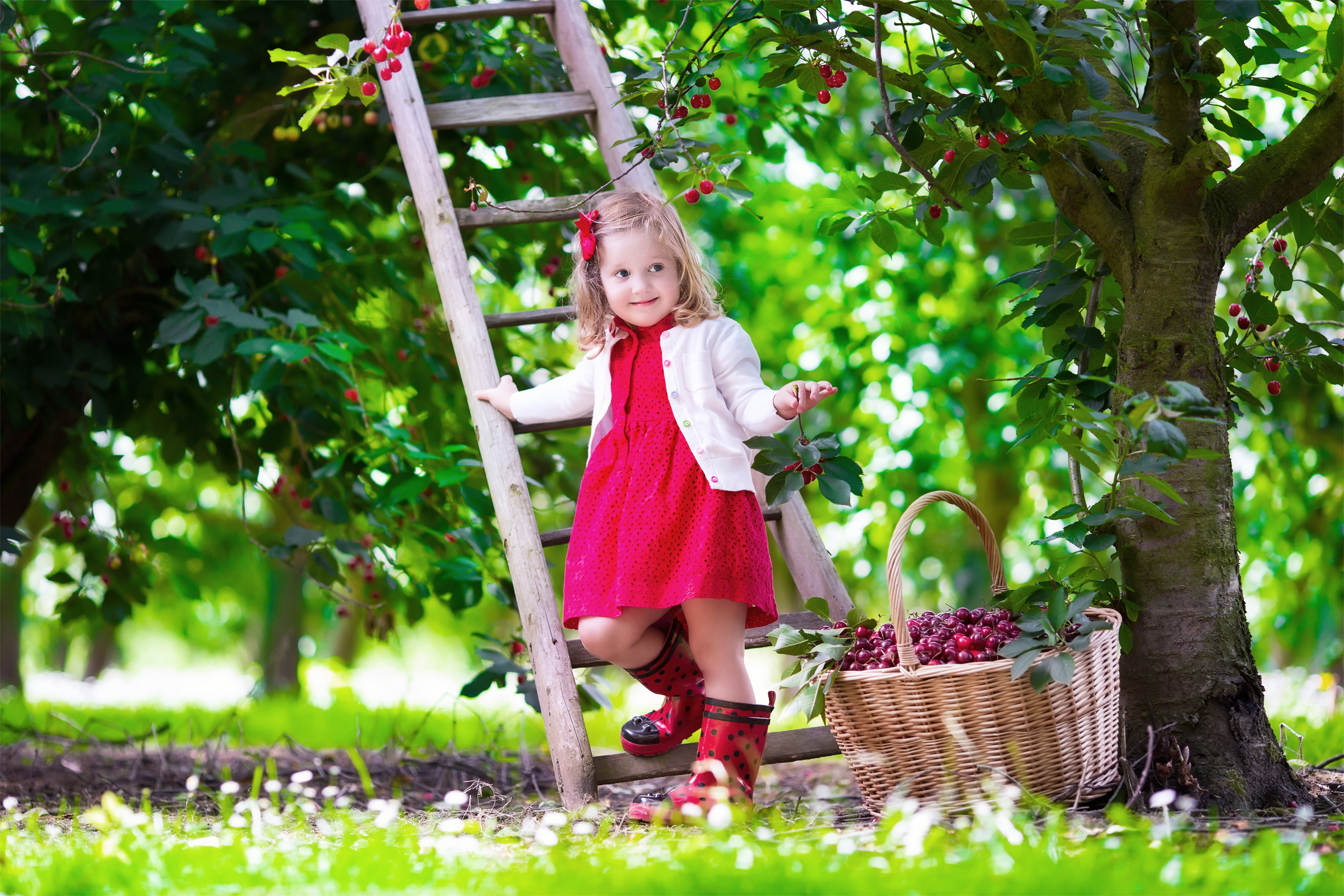 girl's red dress, summer, cherry, mood, child, garden, ladder
