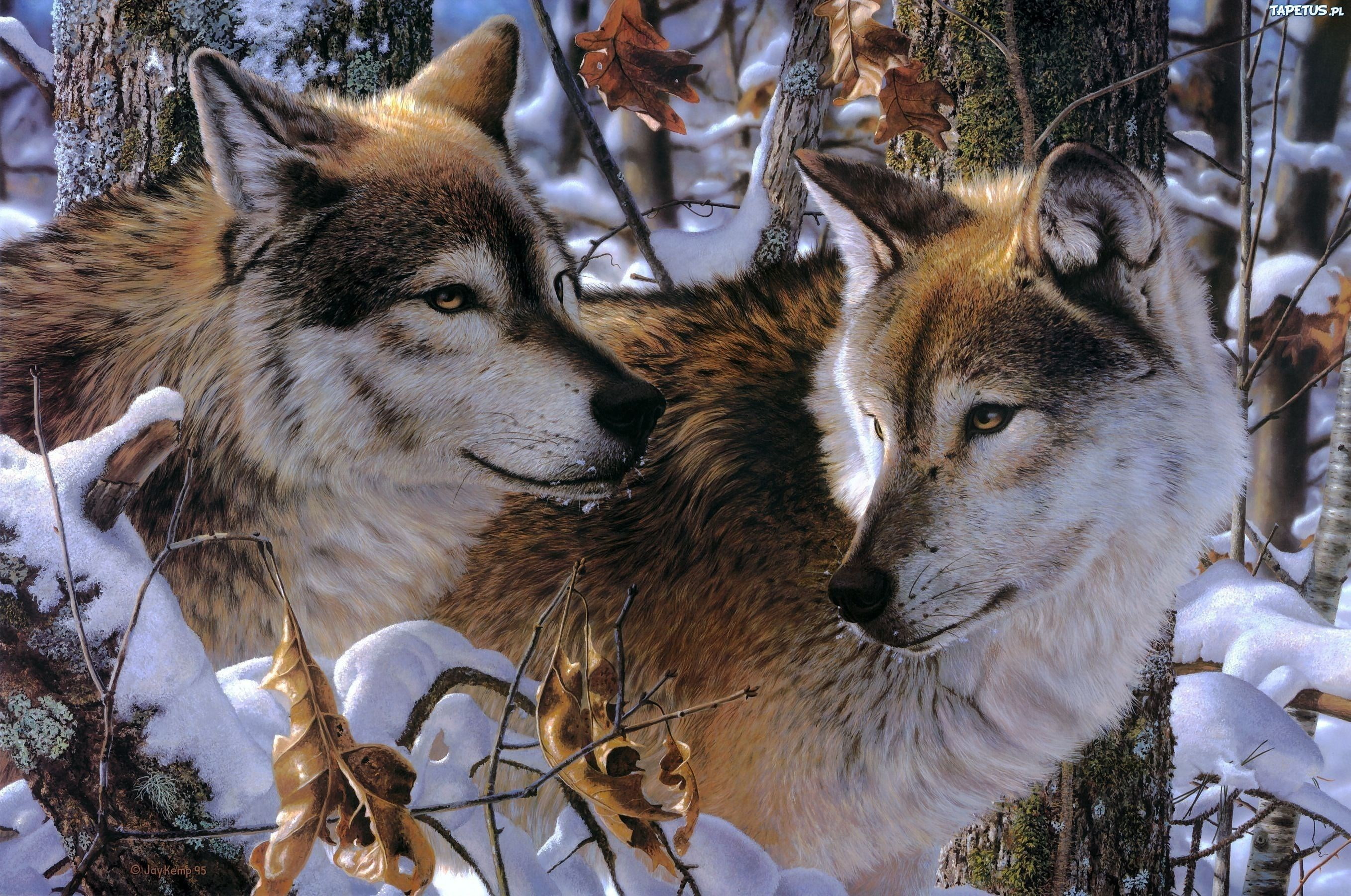 wolf