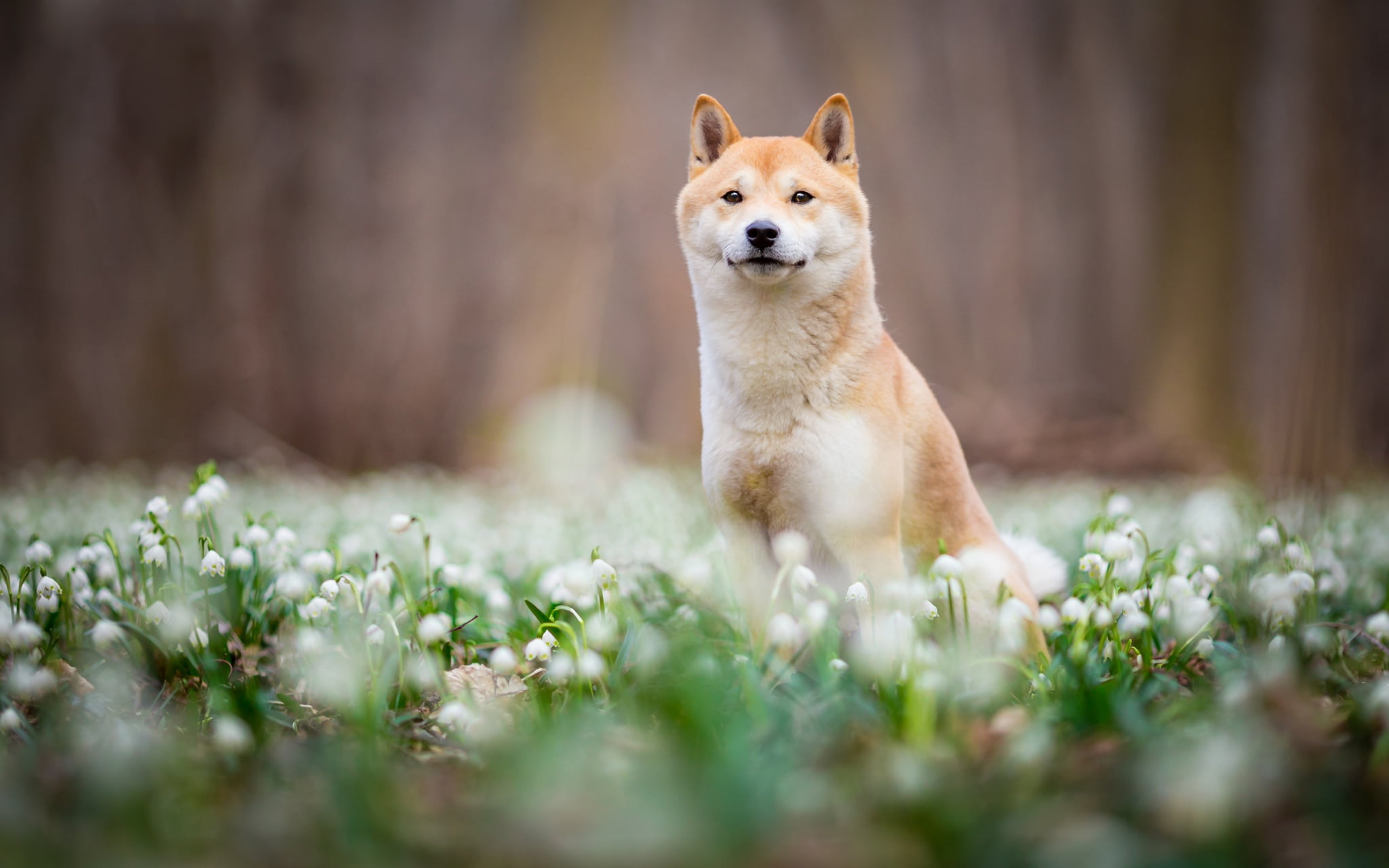 Dogs, Shiba Inu, Flower, Pet, Spring