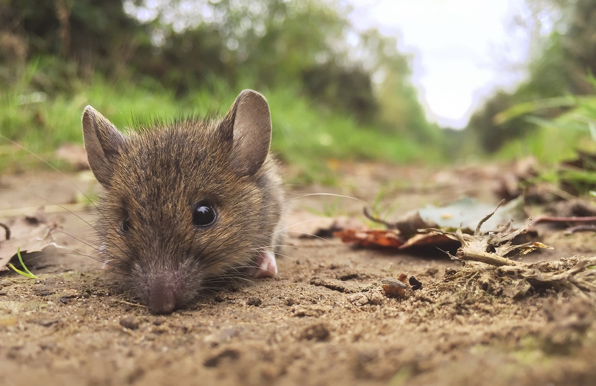 mouse