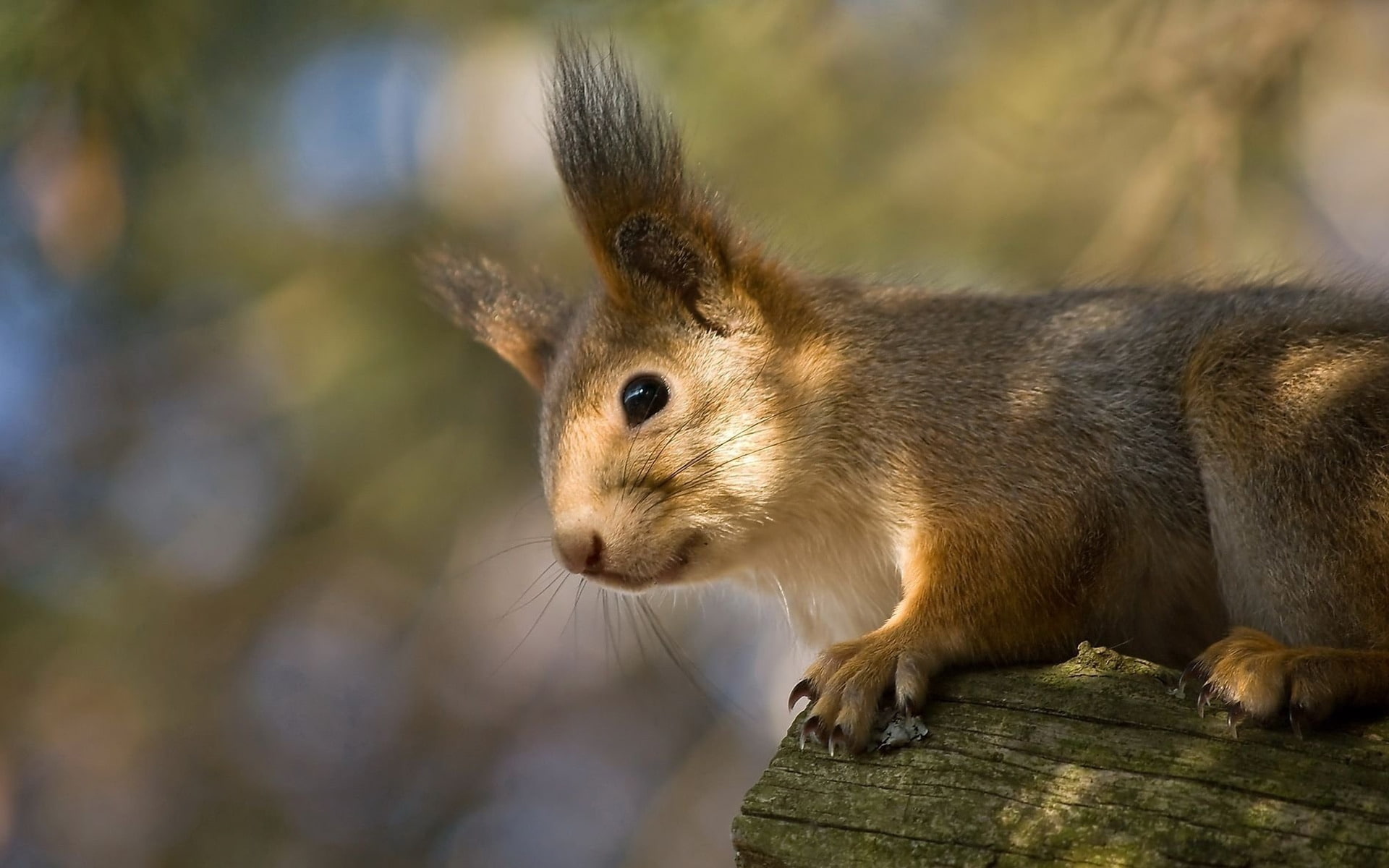 Squirrel, brown squirrel