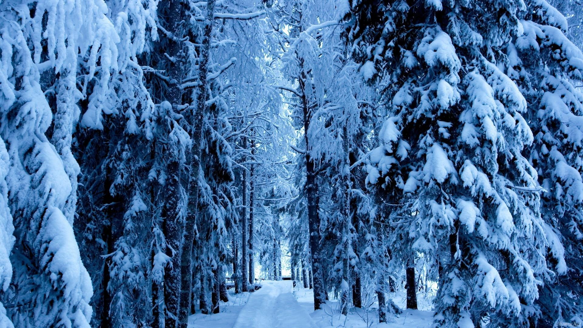 O Iarna Ca In Povesti, trees, winter, poveste, 3d and abstract