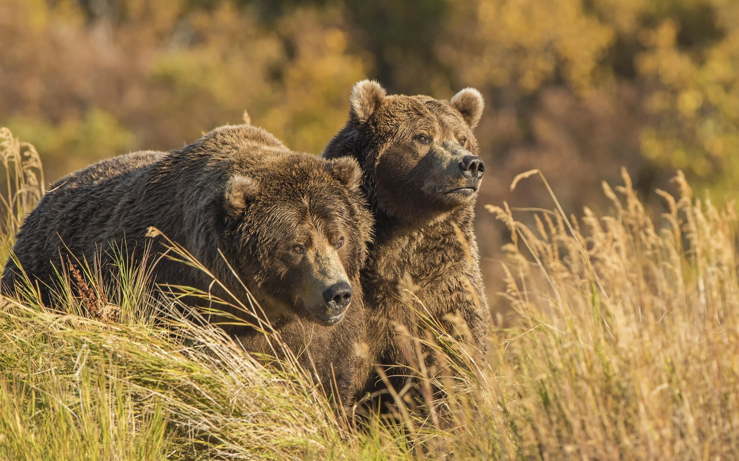 Two grizzly in the grass, bears