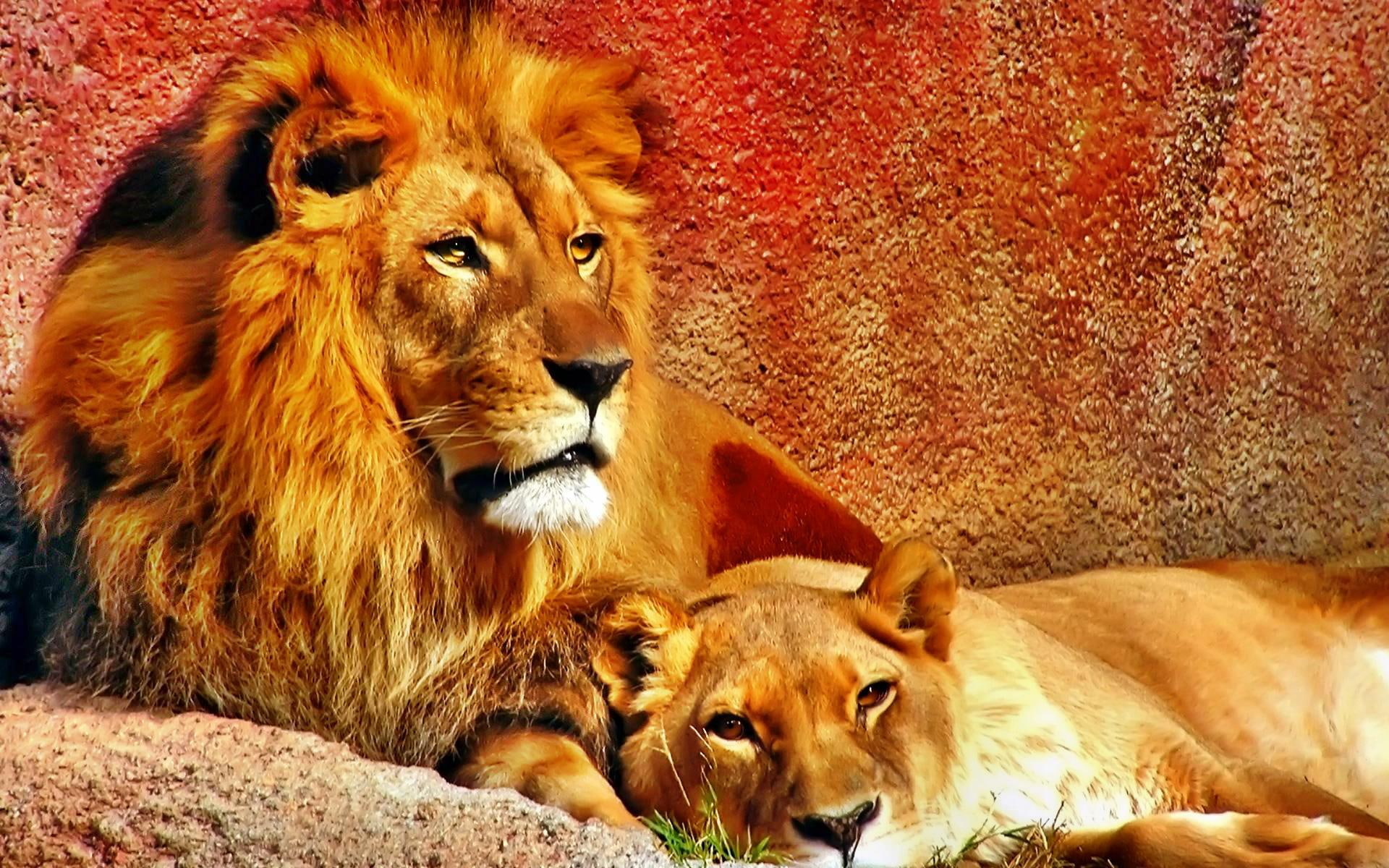Lion's Love, cats, couple, animal, animals