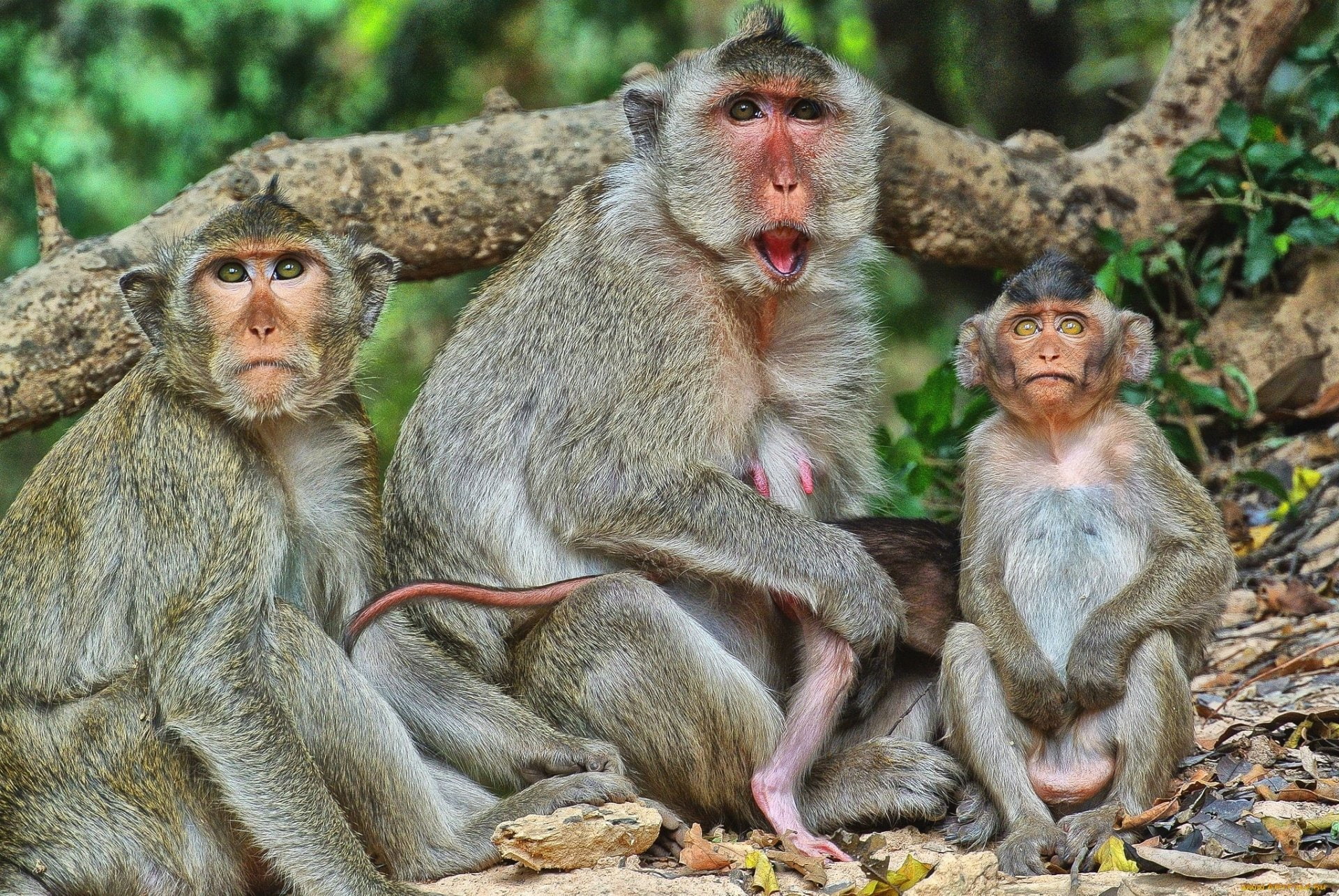Monkeys