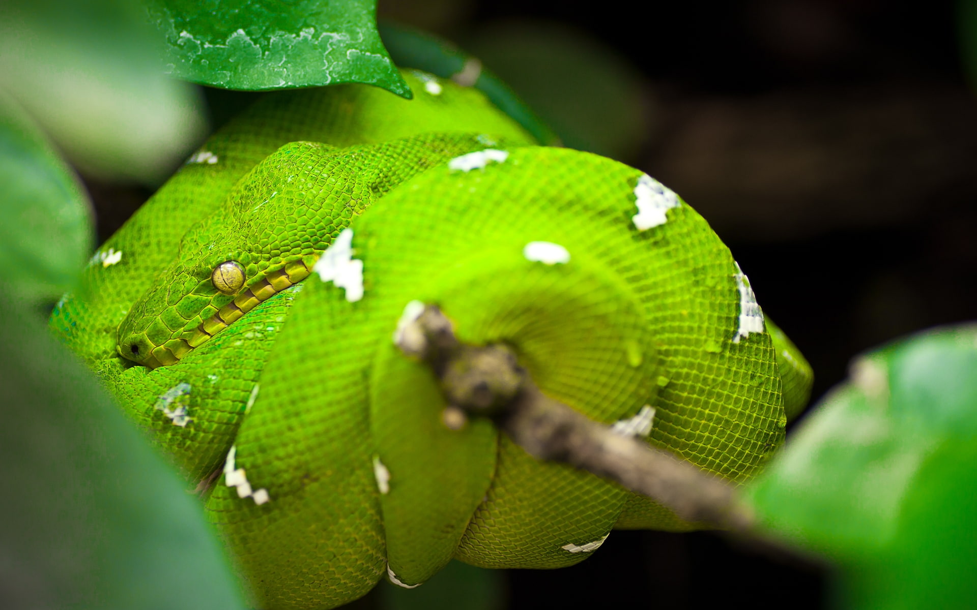 Green Tree Python Snake, green snake, green tree snake