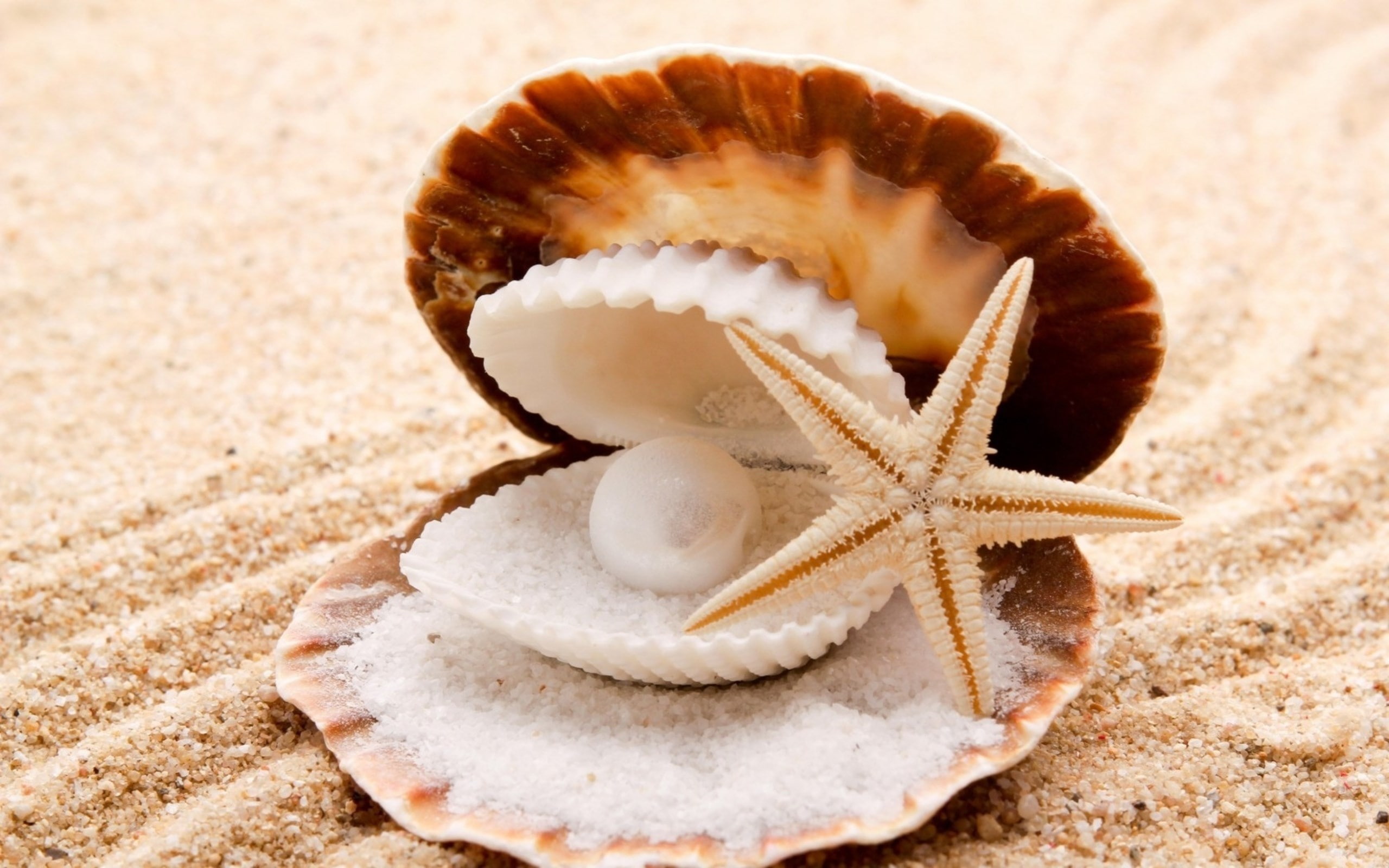 shell