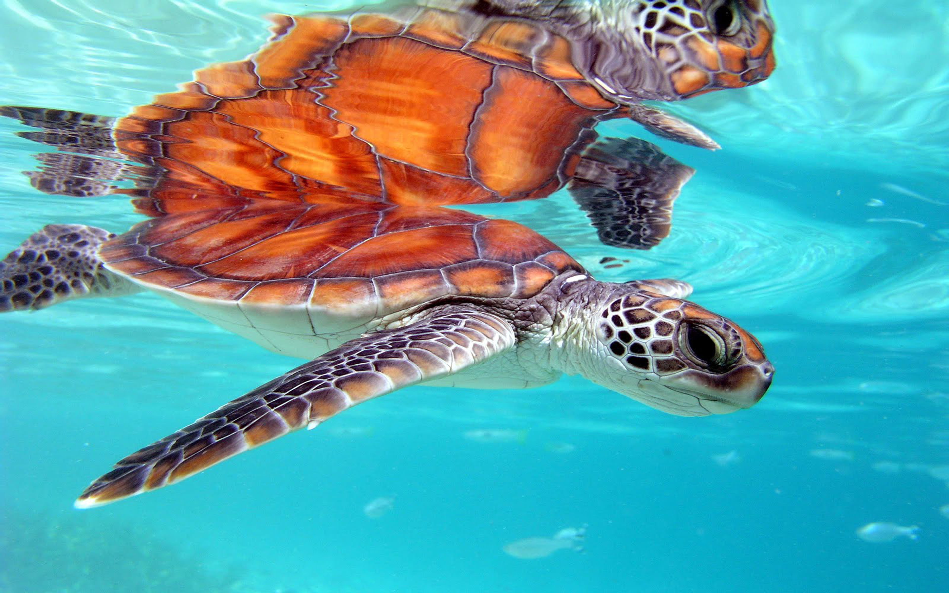 Marine Honu Turtle Bora Bora South Polynesia Desktop Background 3840×2400