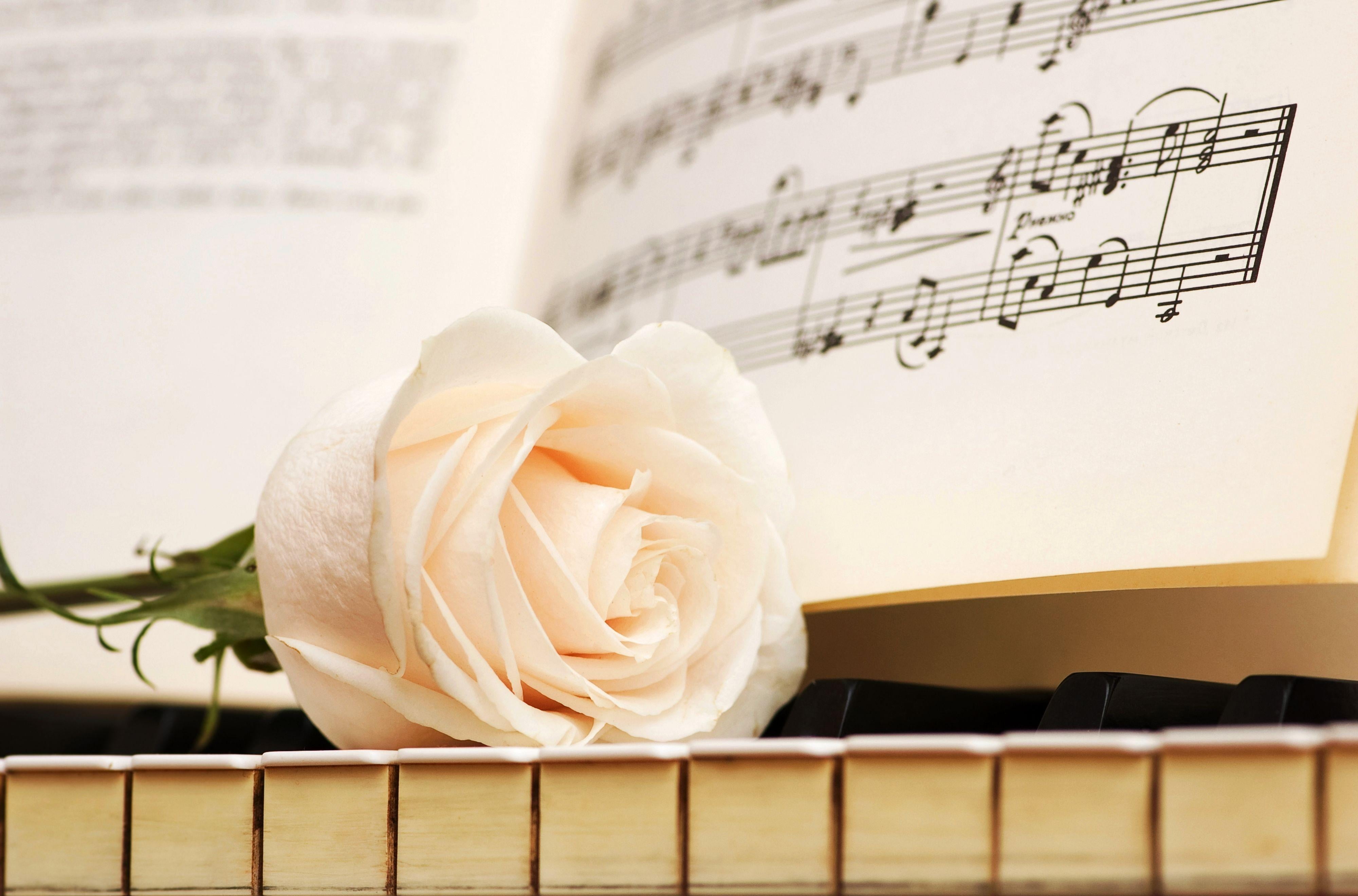 white rose flower, bud, notes, keys, music, piano, sheet Music