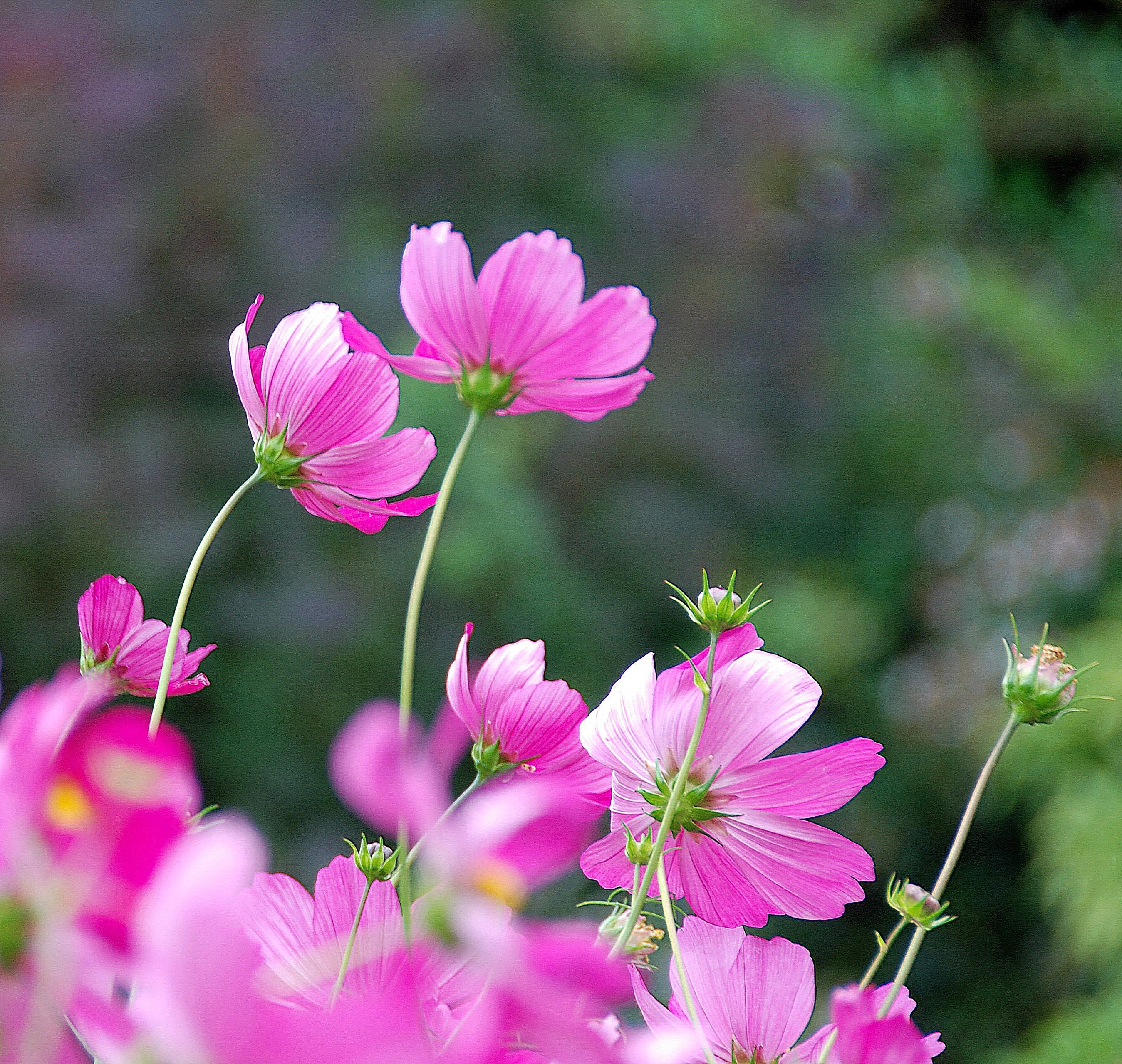 pink cosmos flowers during daytime, Blowing, Breeze, Searching