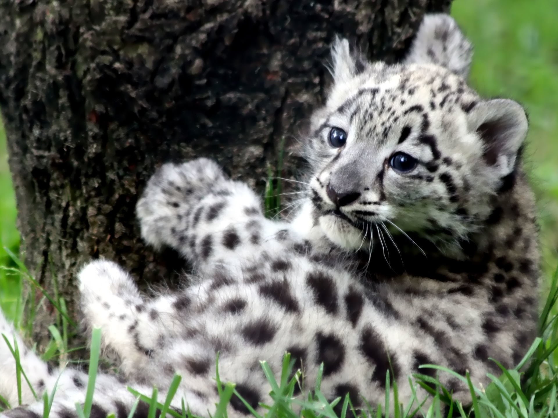 Cats, Leopard
