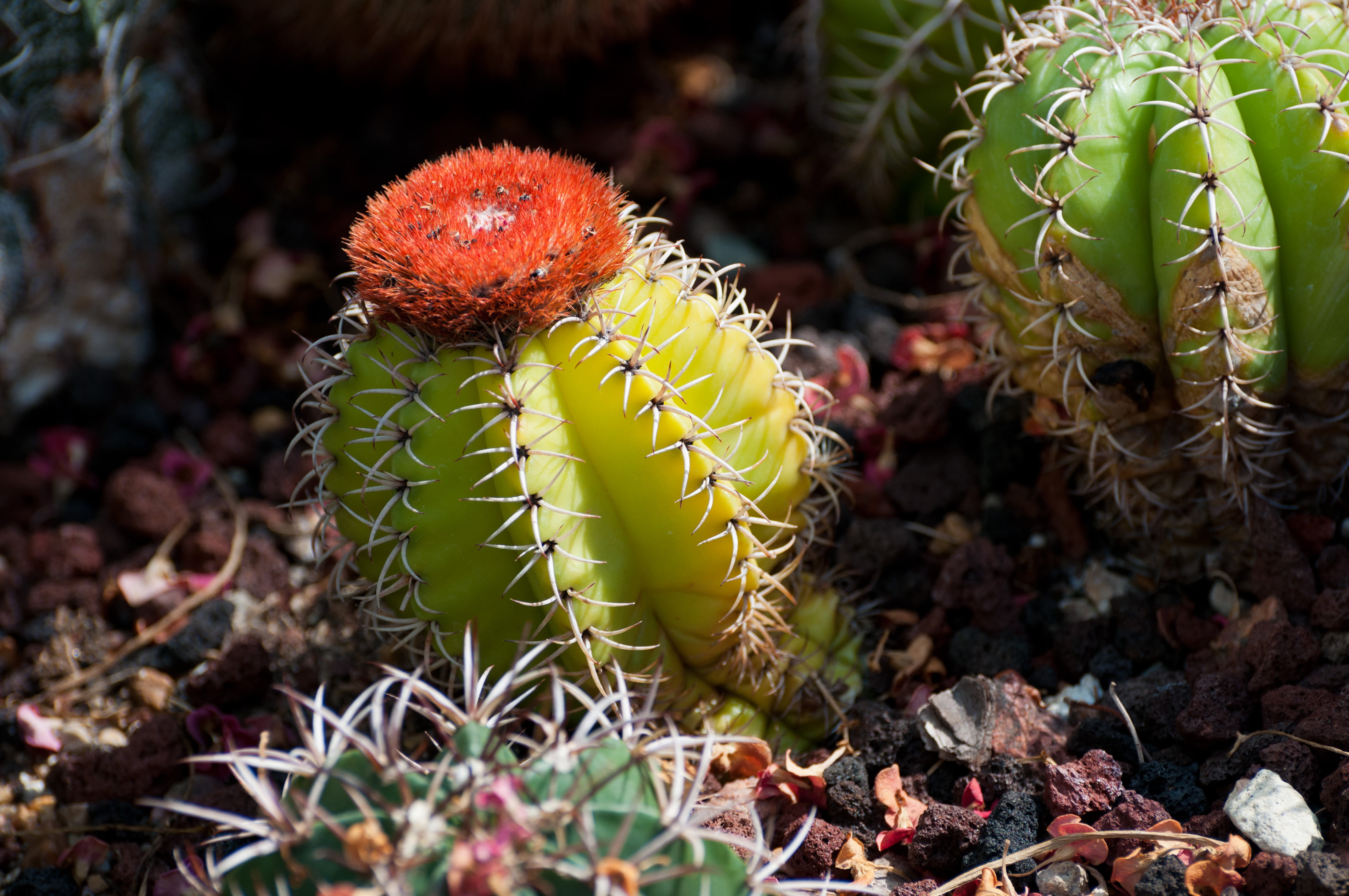 photo of green and red cactus plant, chicago botanic garden, nature