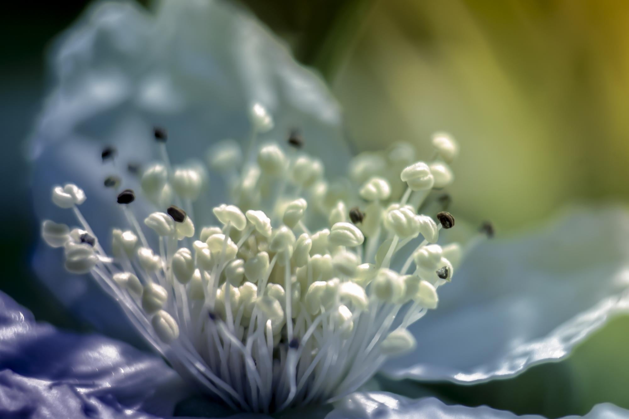 closeup photo of pistil flower, Big Bang, couleurs, D3100, nature