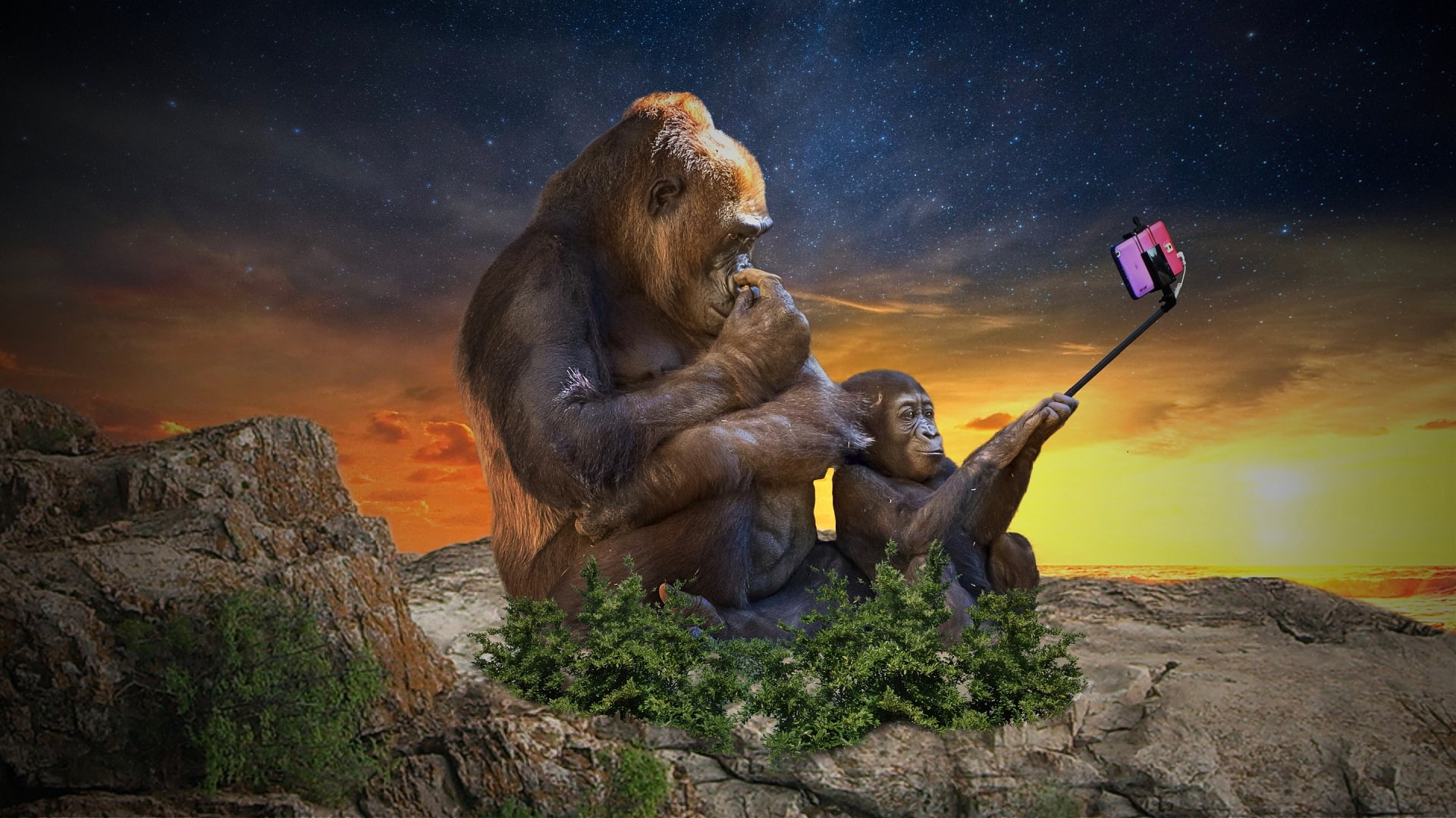 gorilla, smartphone, selfie