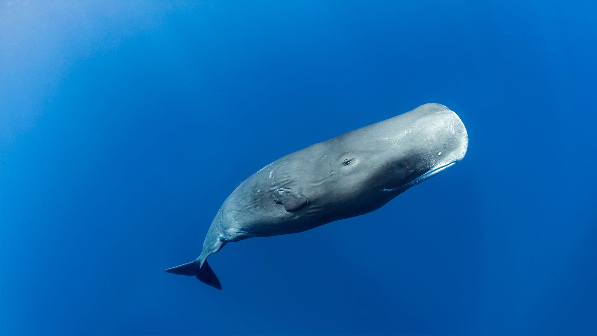 Sperm Whale, animals, sea life, underwater, mammals
