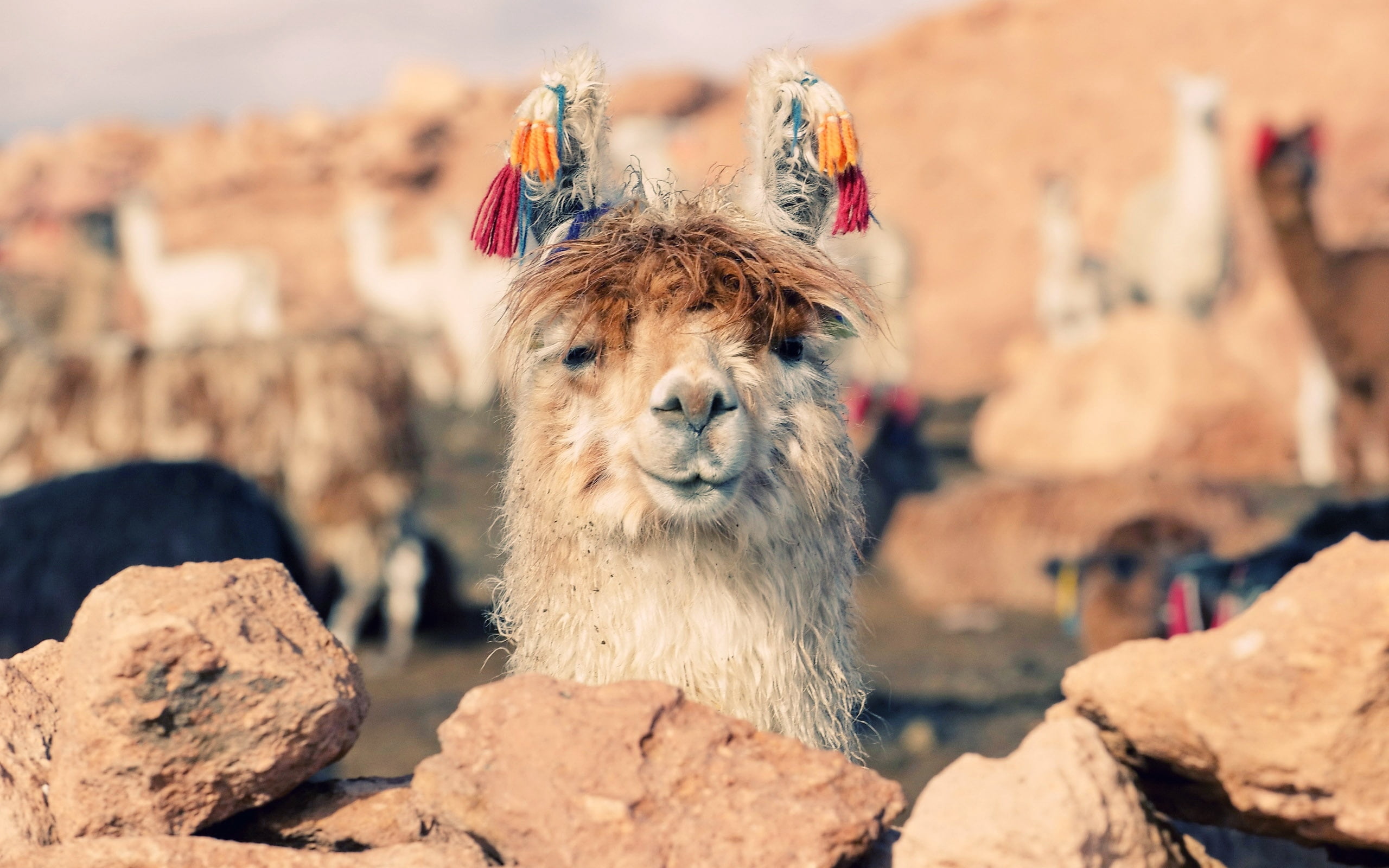 white and brown llama, face, stones, nose, animal, nature, andes