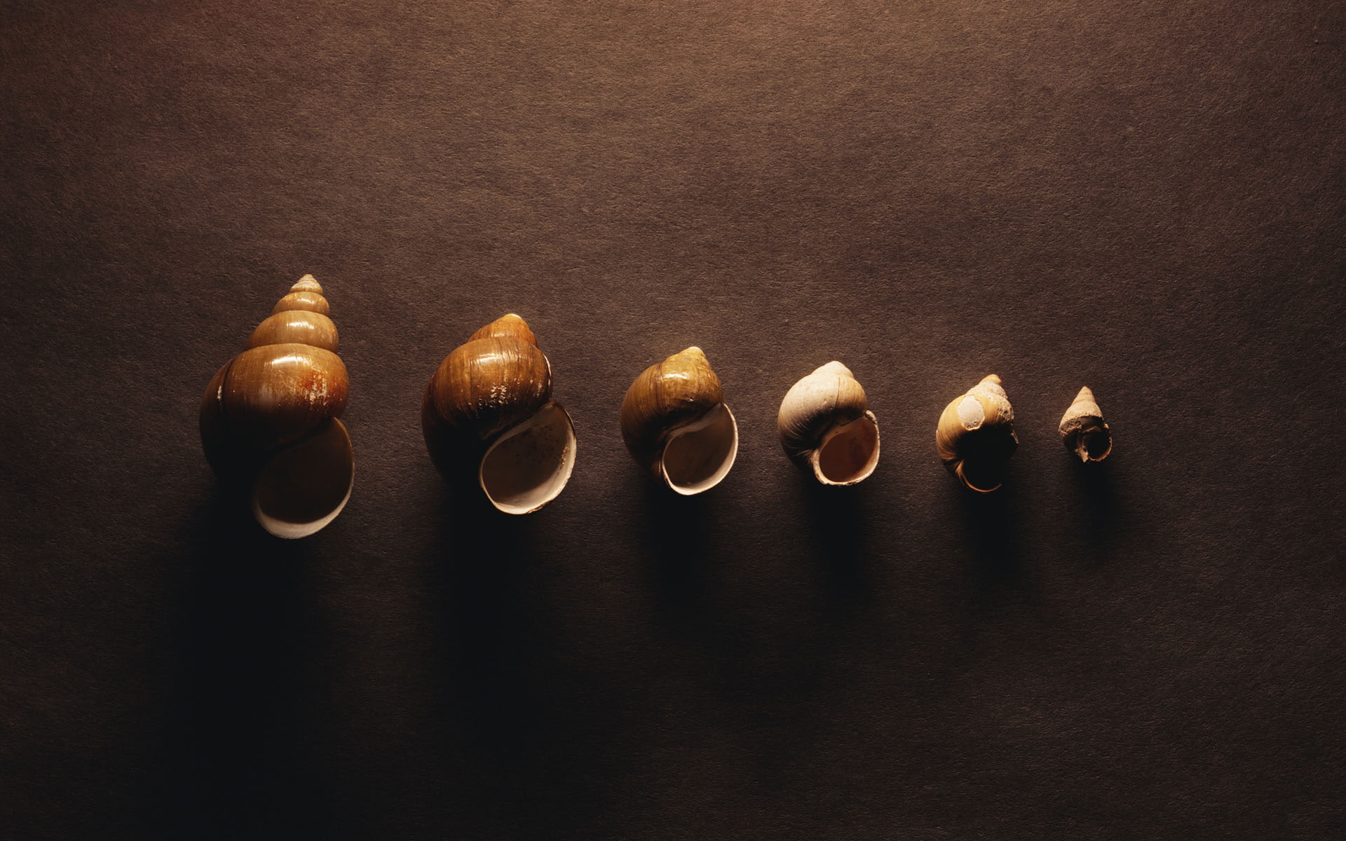 Shells Shadow HD, nature