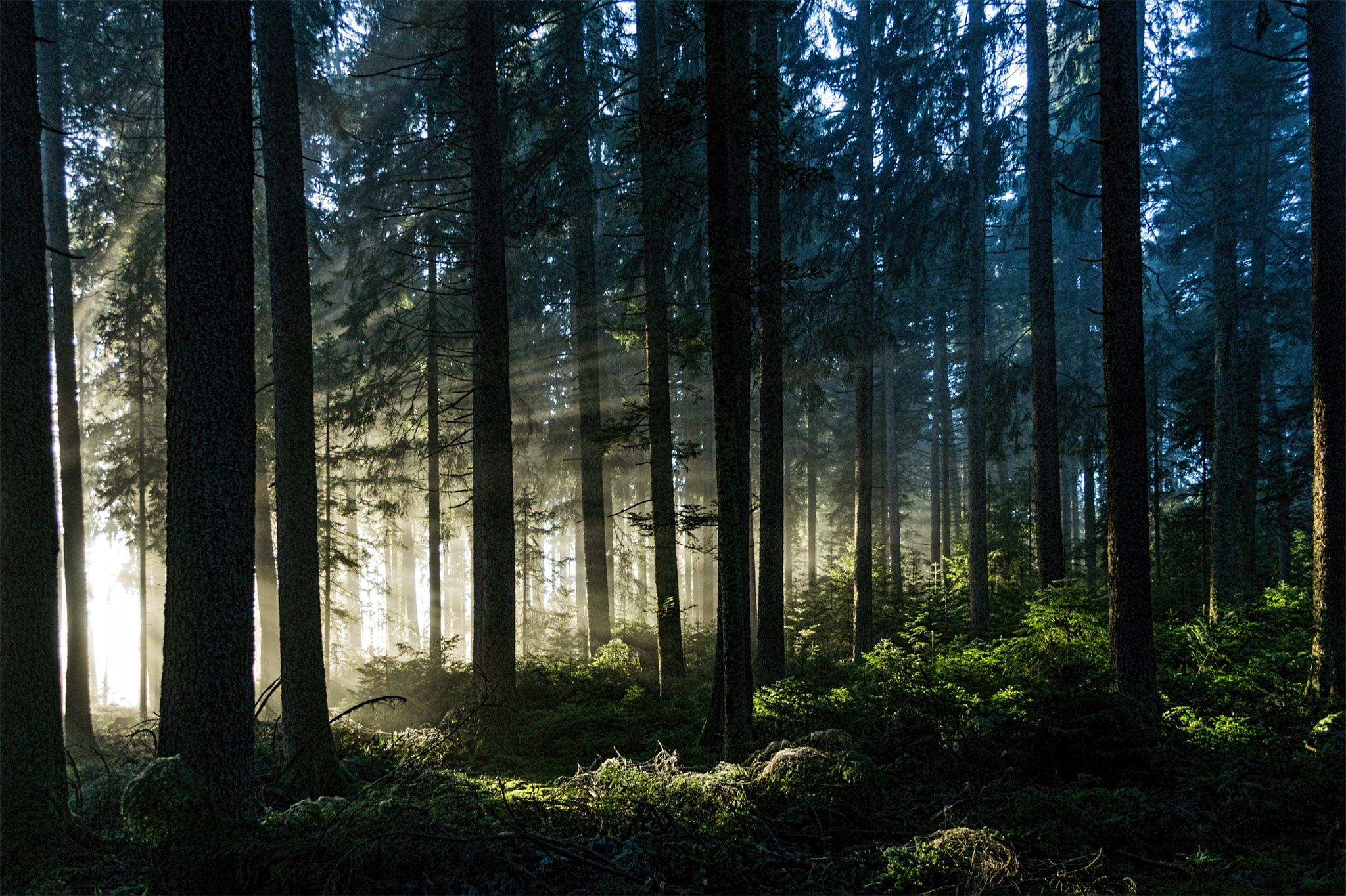 forest, rays, trees