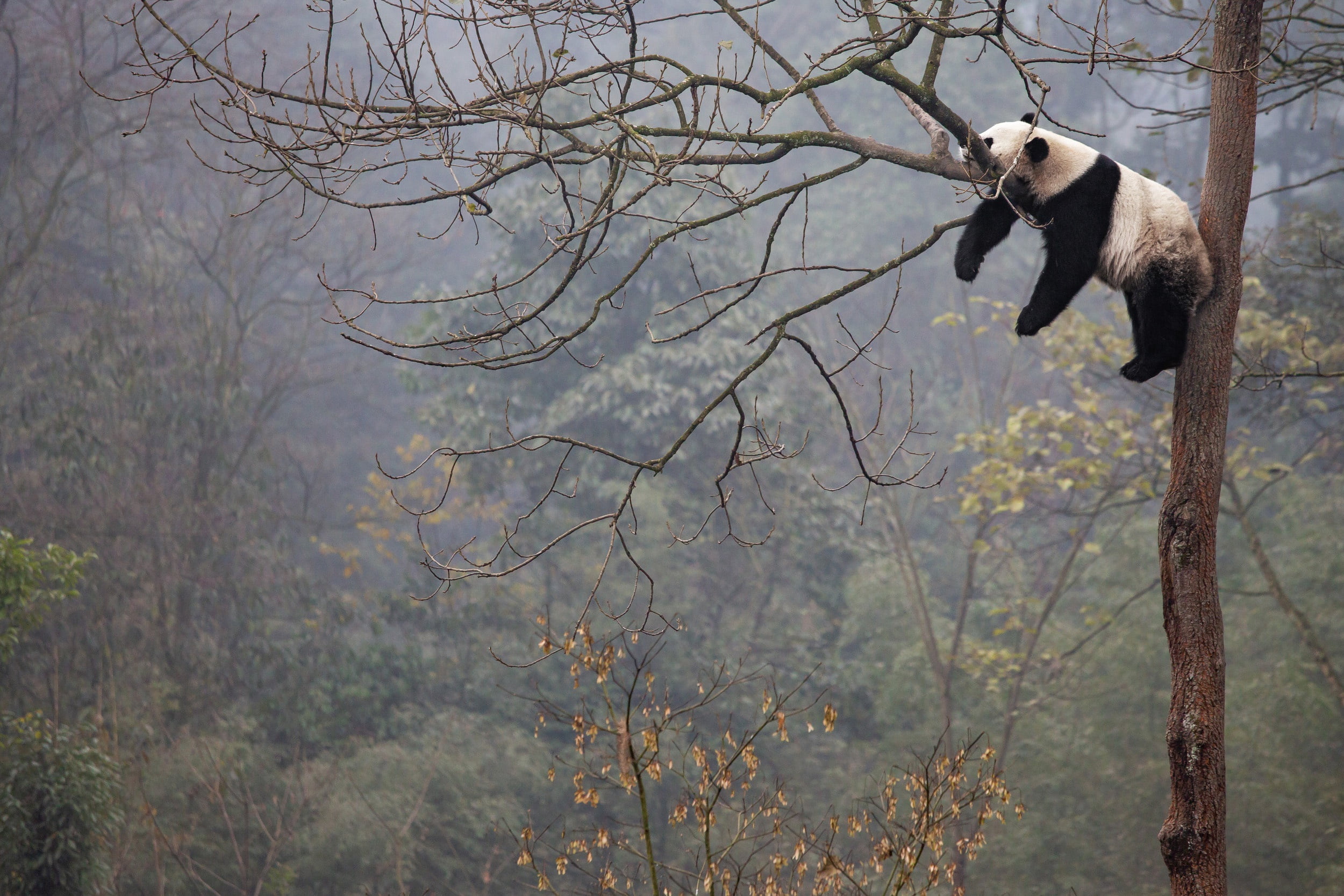 branches, tree, Panda, sleeping