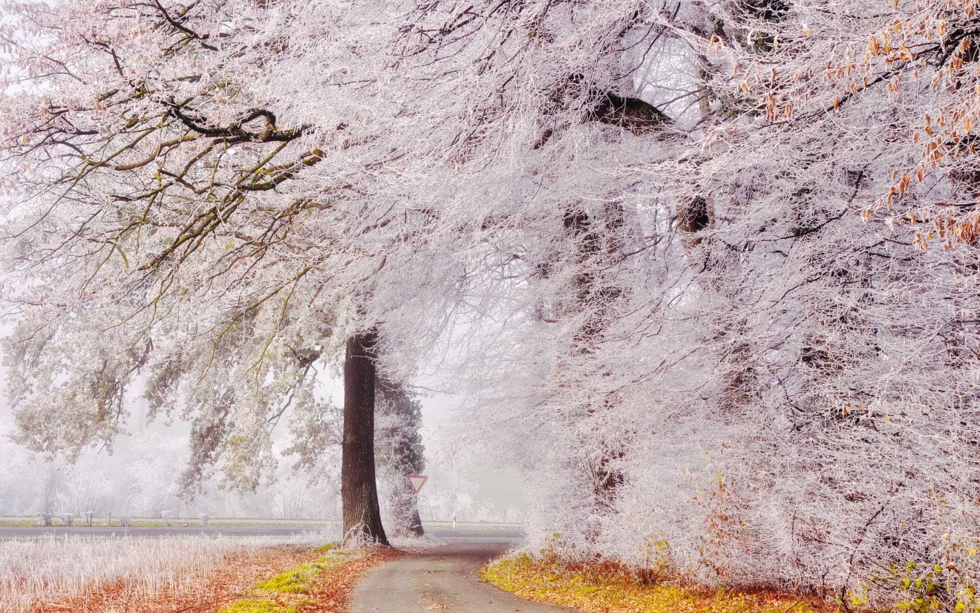 Trees, Leaf, Road, Winter