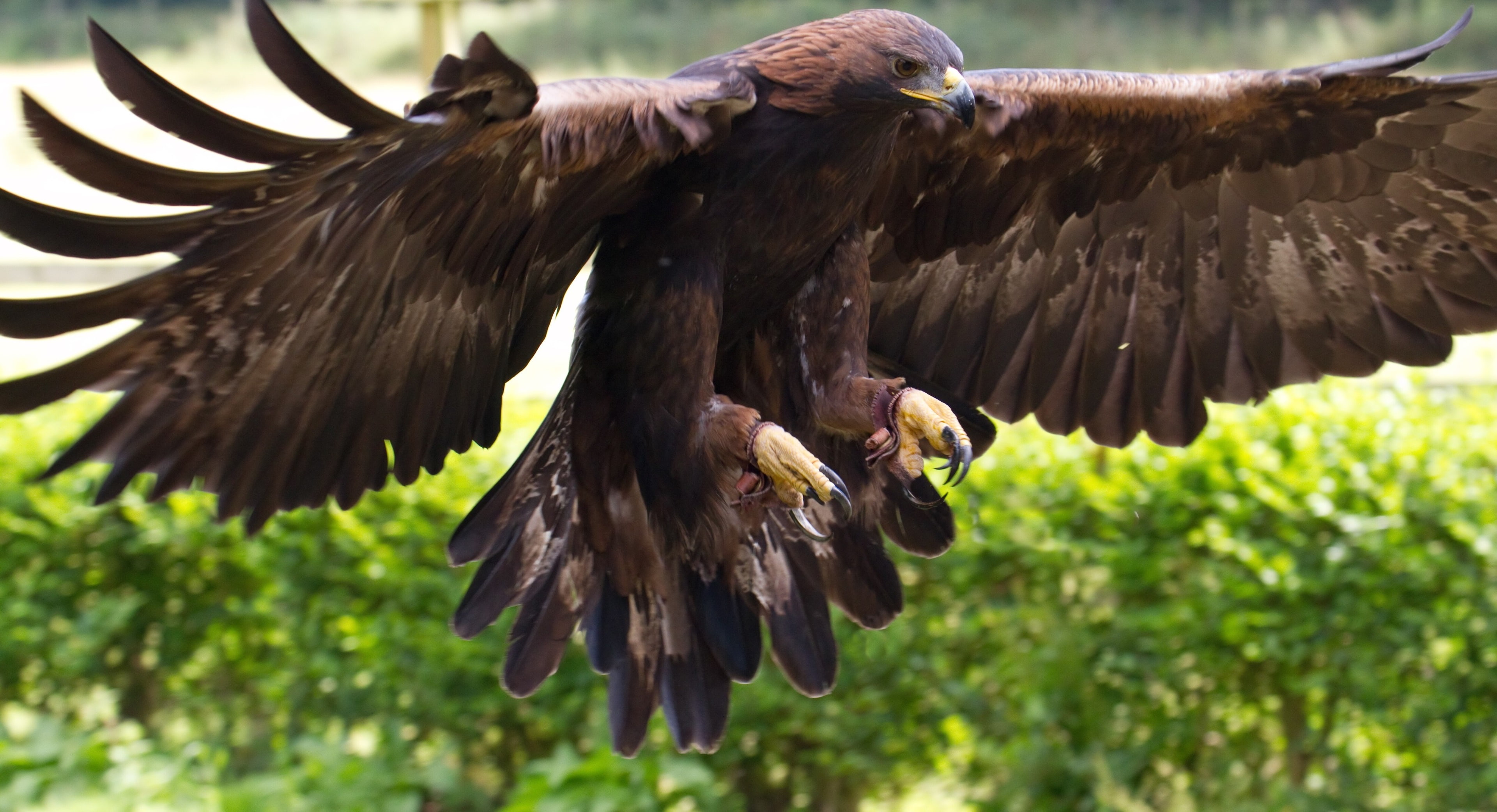 golden eagle 4k  picture hd, animal, animal themes, bird, animals in the wild