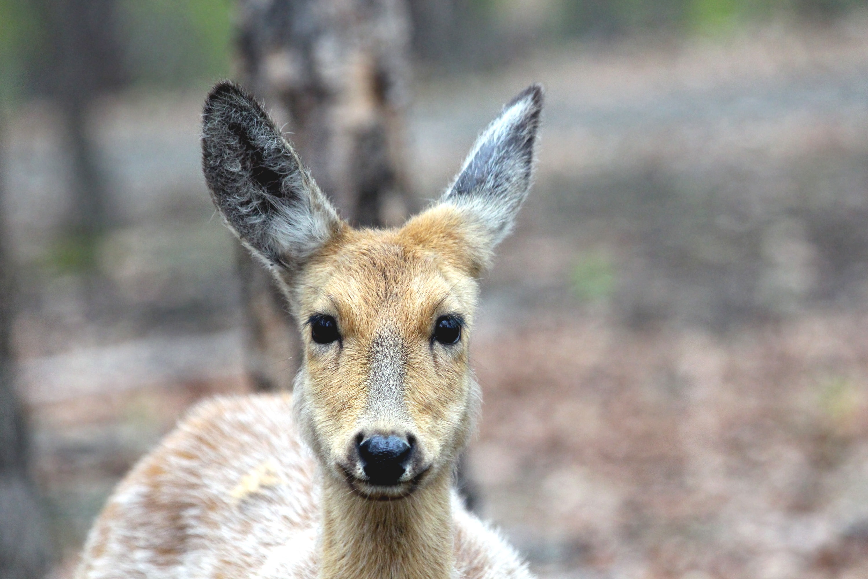 Spotted Deer, Deer, Muzzle